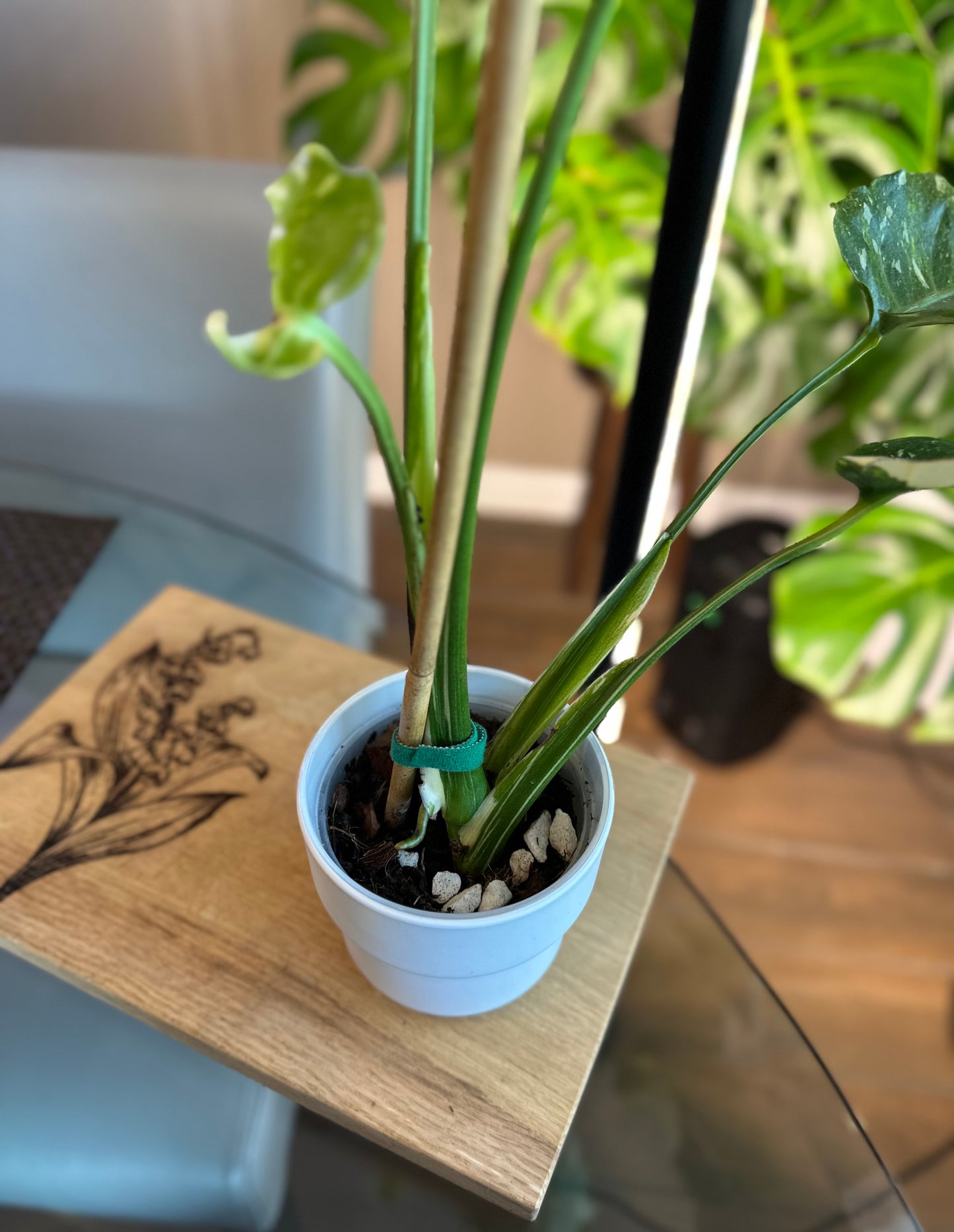 Monstera Thai Constellation Tricolor Mutant