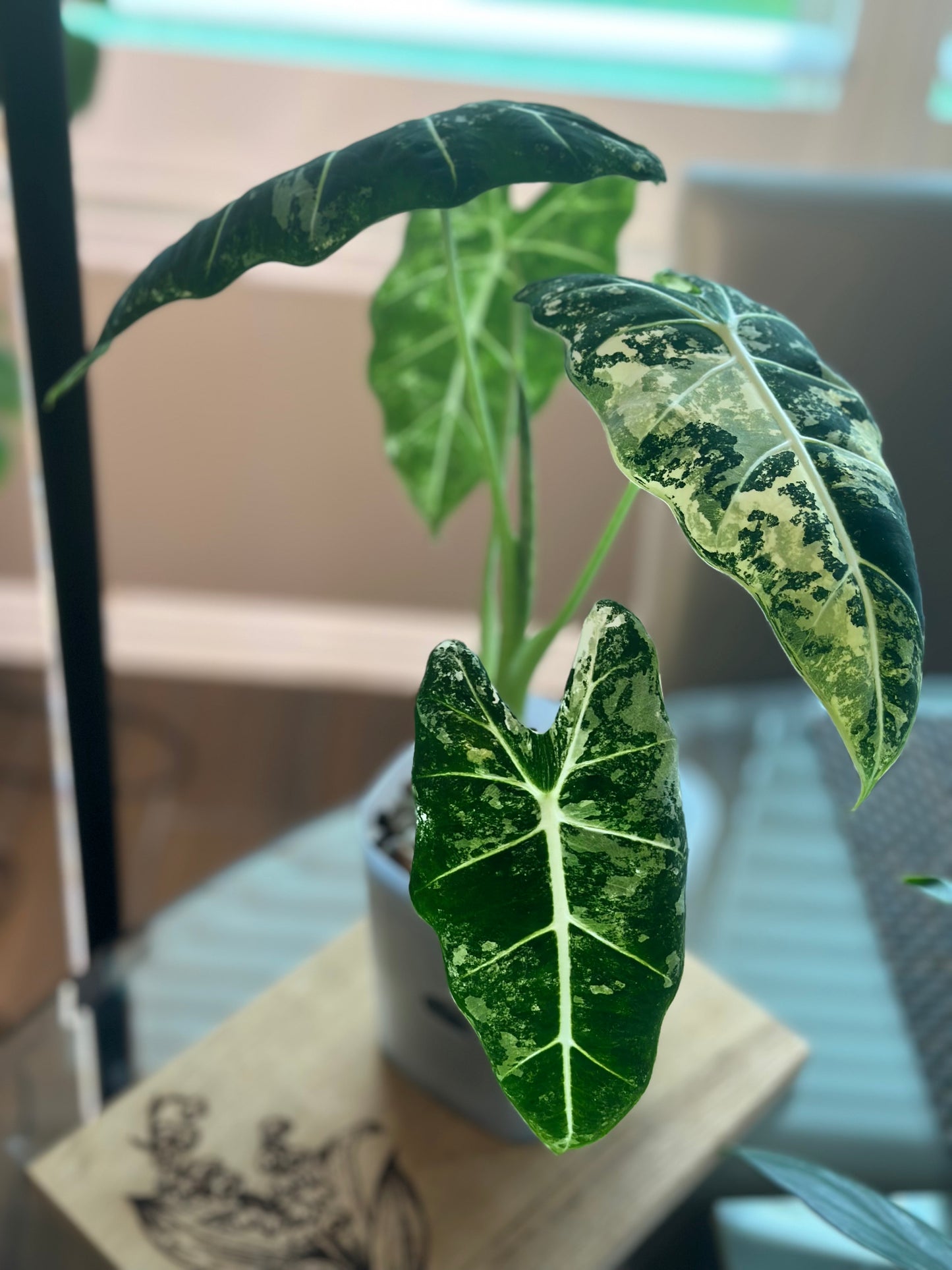Alocasia Frydek Variegated - 6 inch