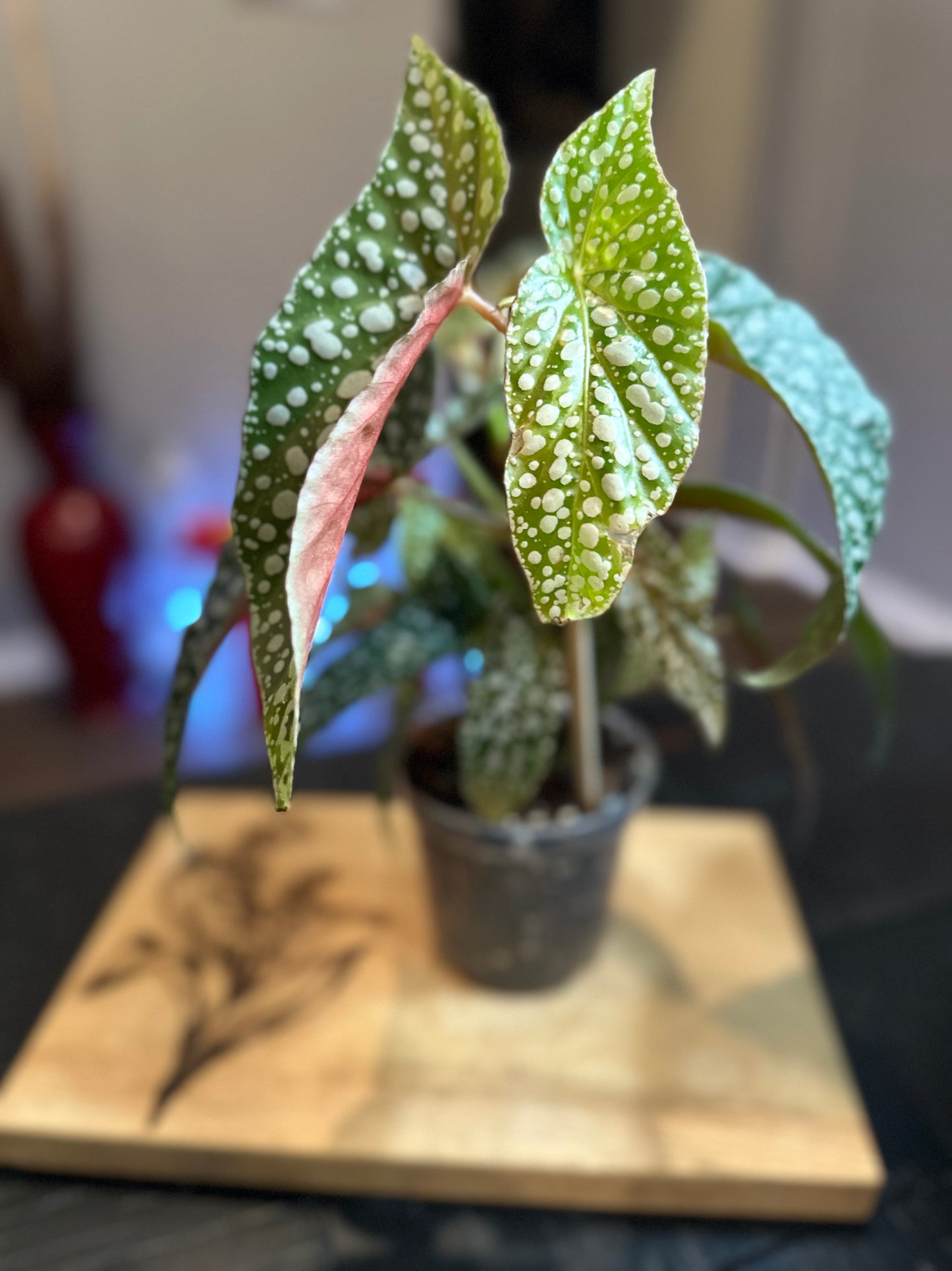 Begonia Maculata #3