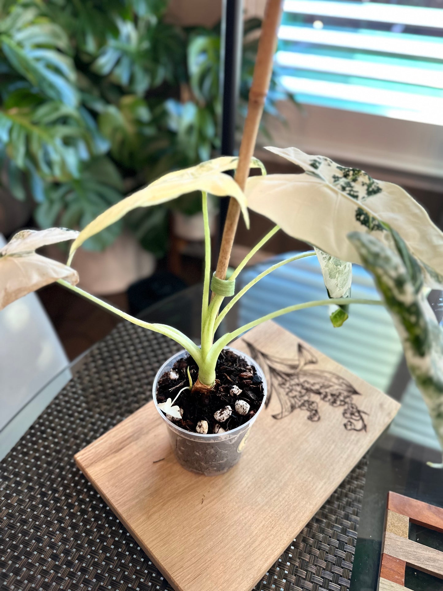 Alocasia Frydek High Variegation (4in) with baby plant growing