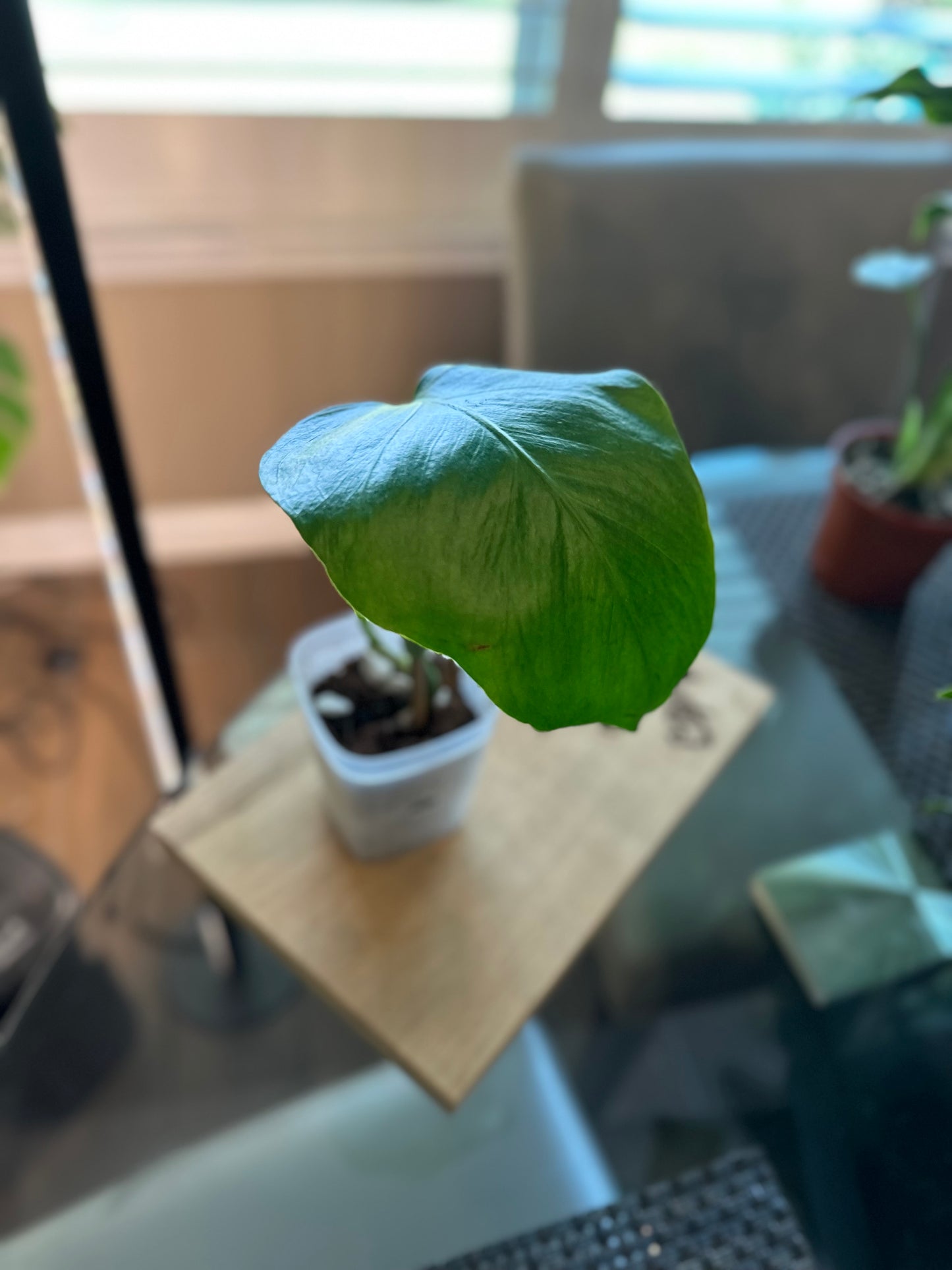 Monstera Sierrana (02) - 4 inches