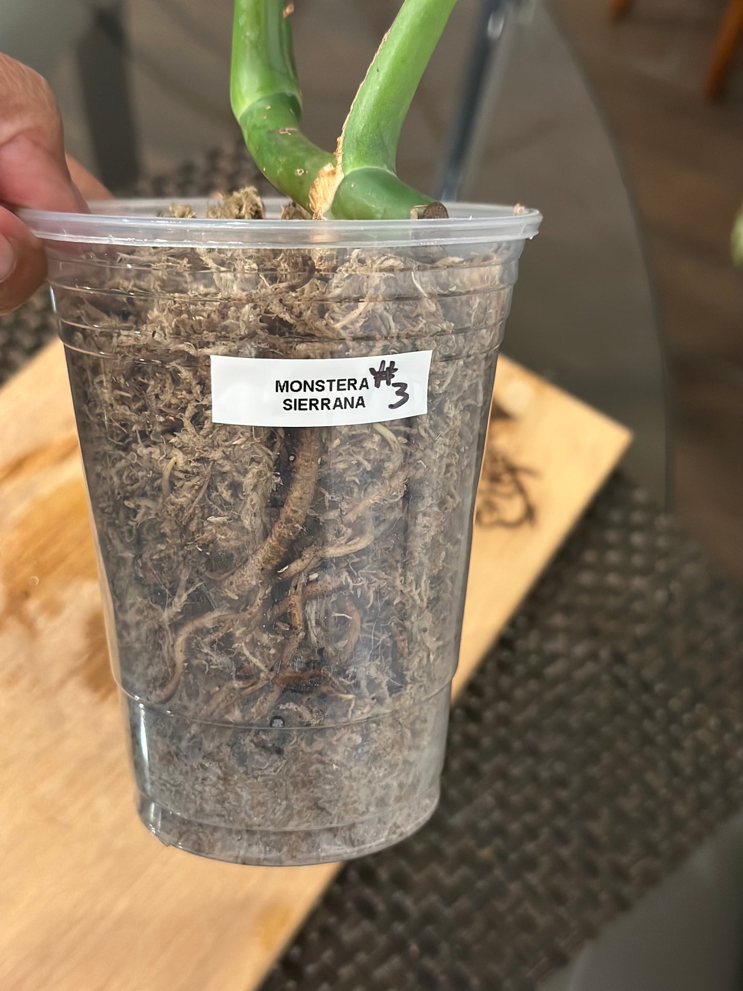Monstera Sierrana - #3