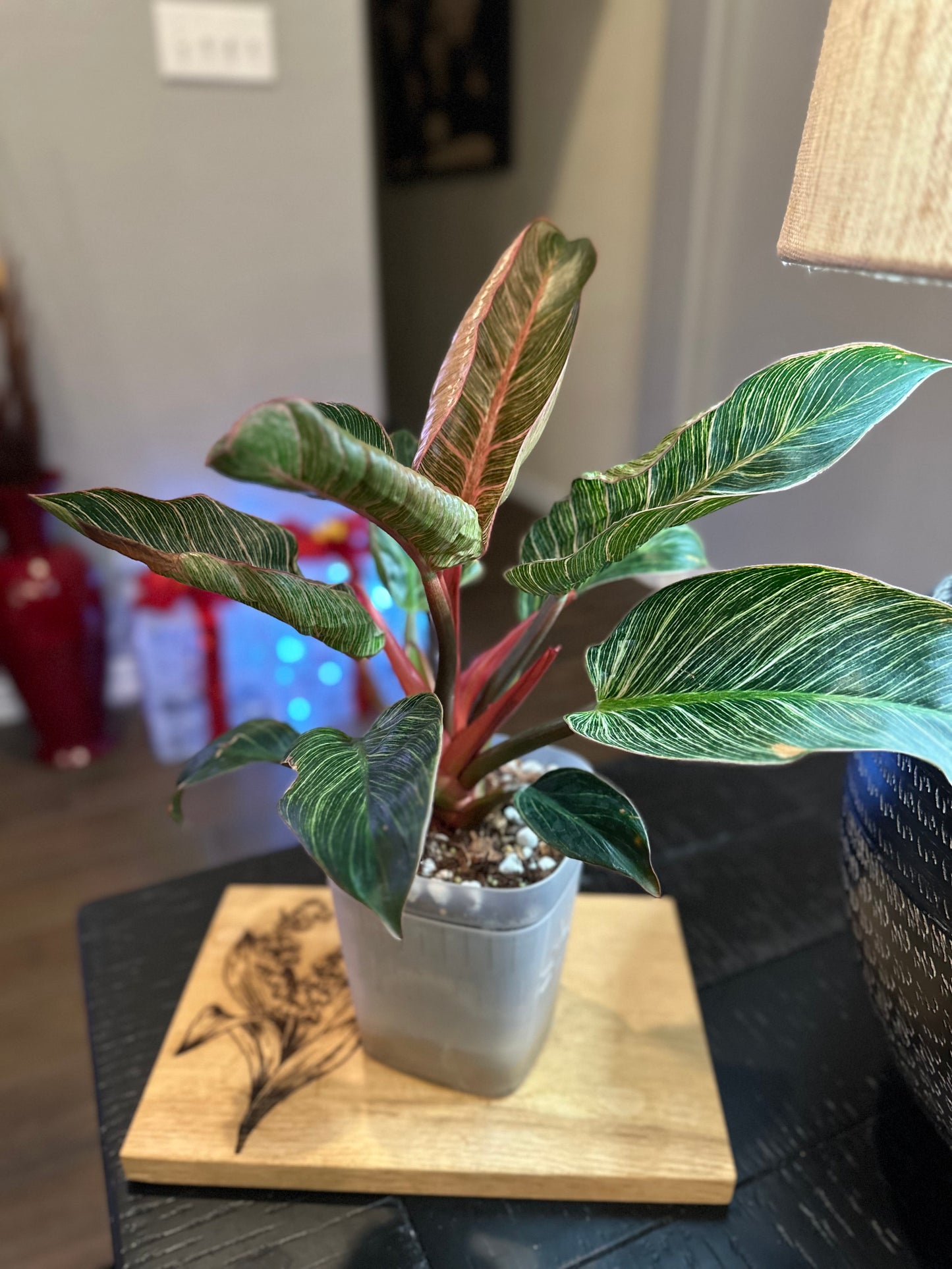 Philodendron Pink Birkin #4 - 6 inch