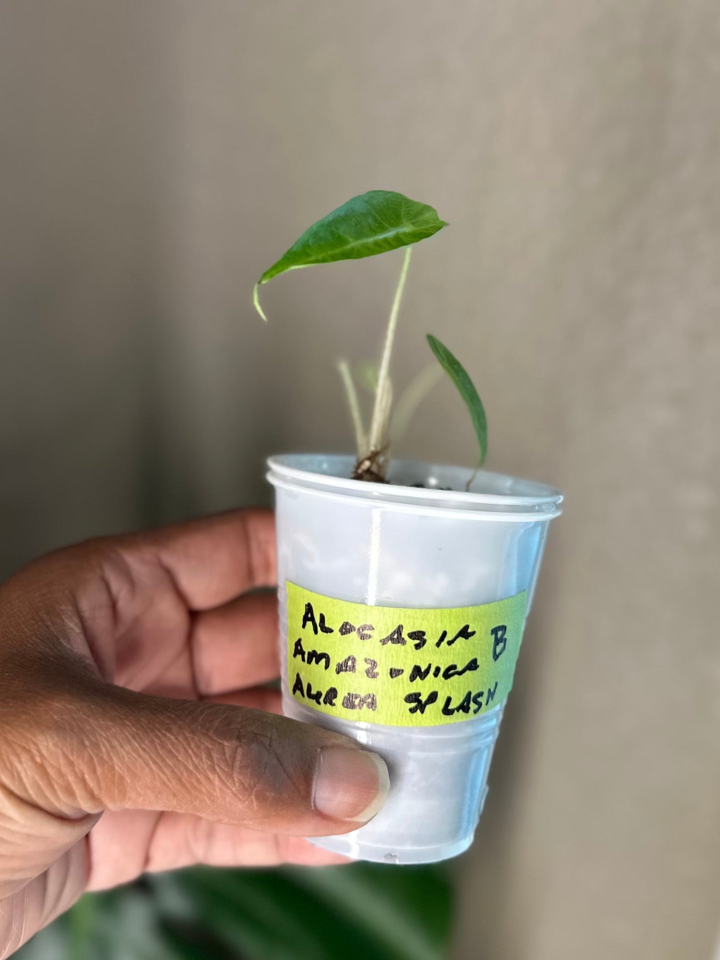 Alocasia Amazonica Aurea Splash - B