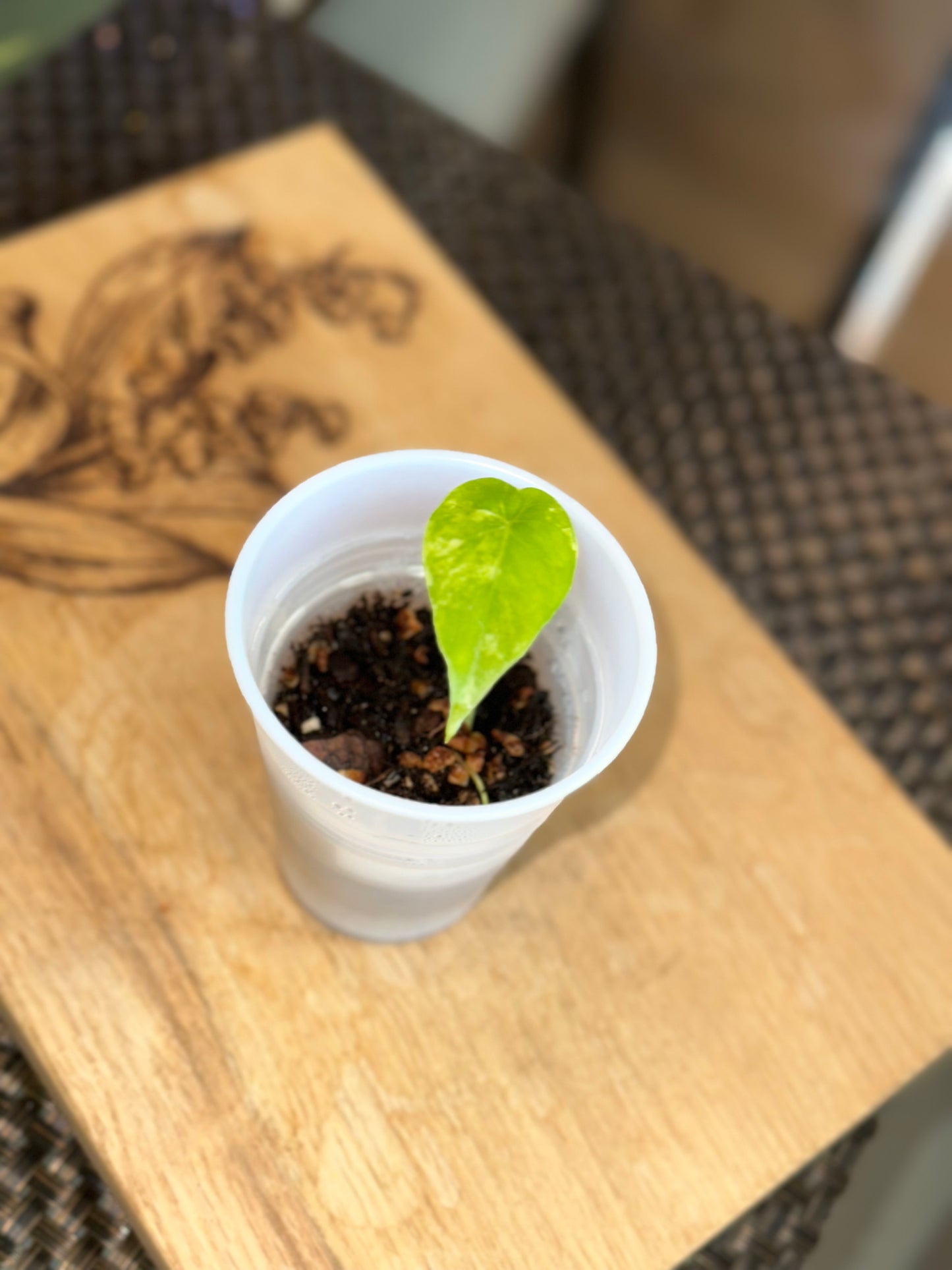 Alocasia Longiloba Albo Pup - #1