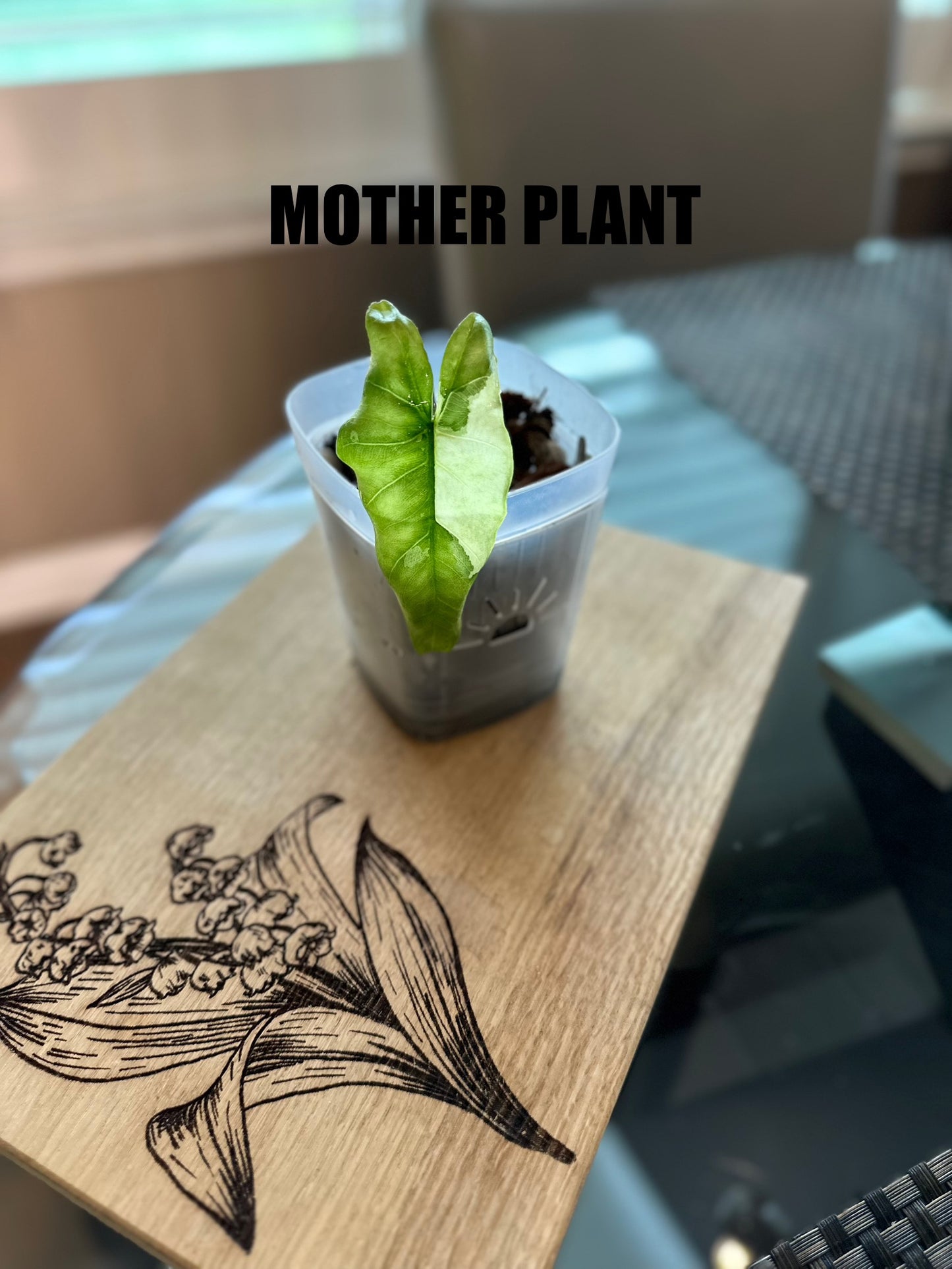 Alocasia Corazon Albo Var. pup