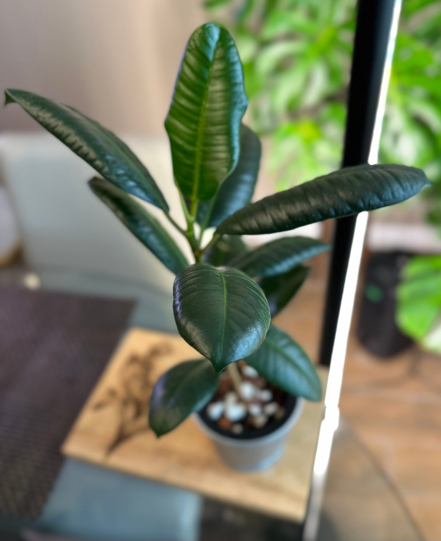 Ficus Elastica (green)