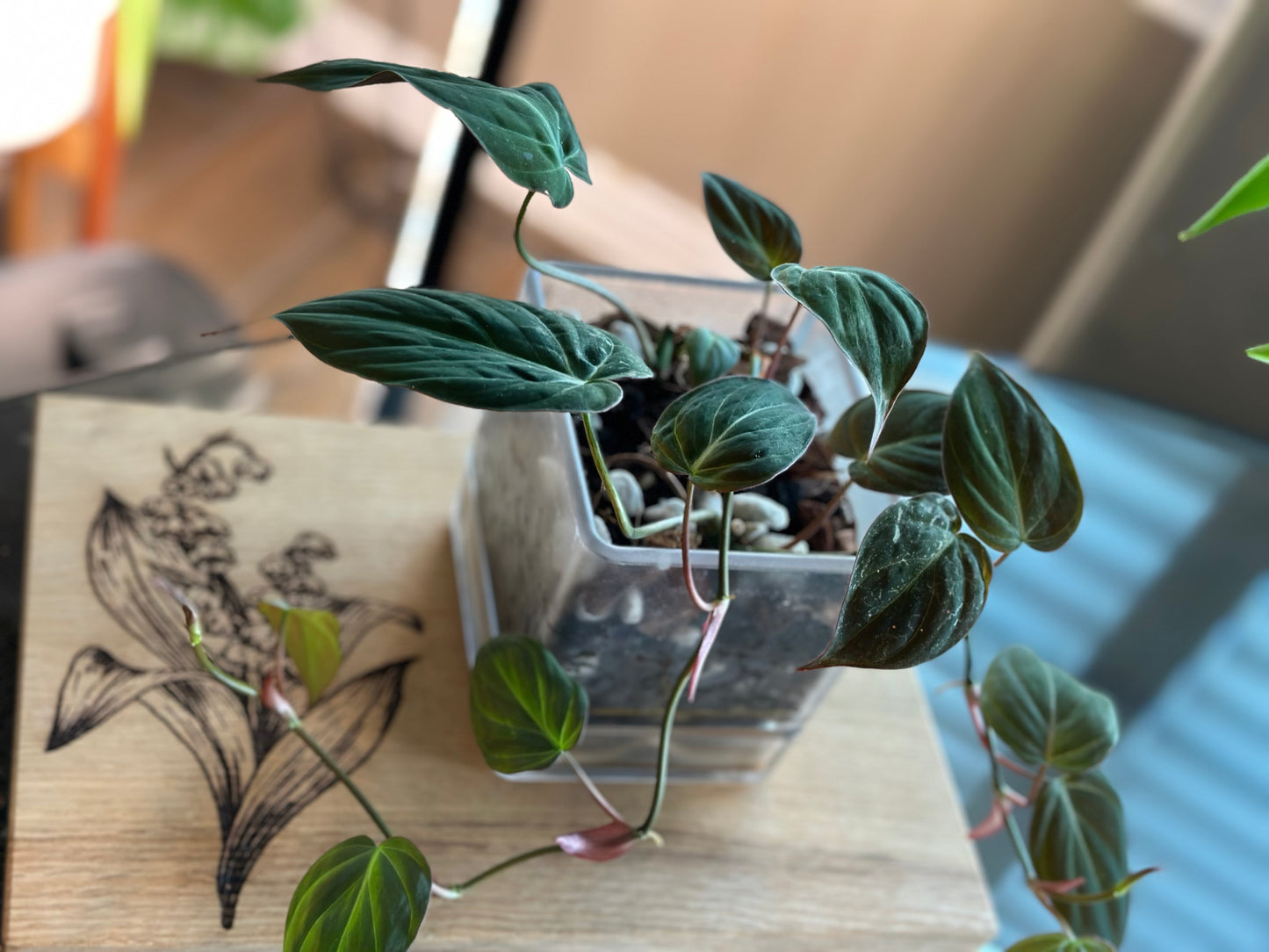 Philodendron Micans - 4 inch