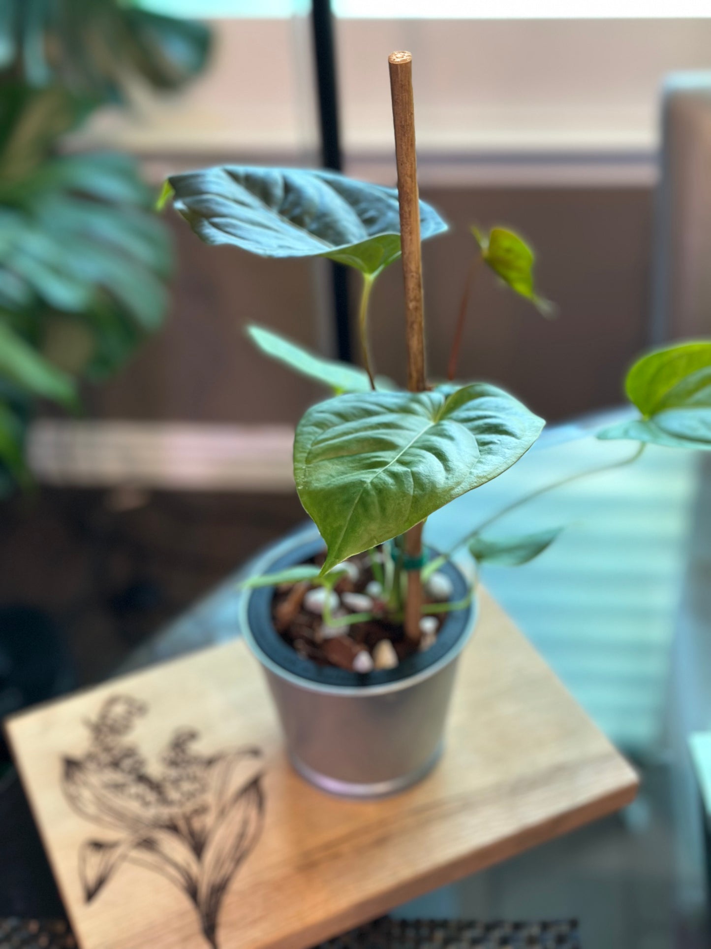 Anthurium Moodeanum x Veitchii 4 inch