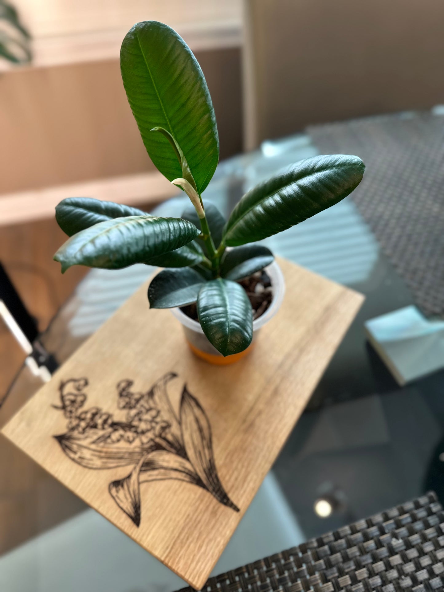 Ficus Sophia