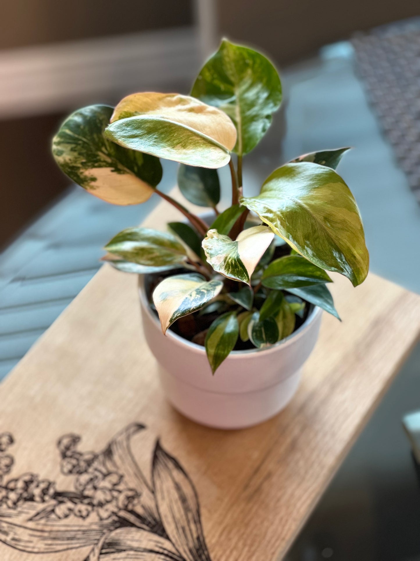 Philodendron Red Congo Variegated - 4 inch