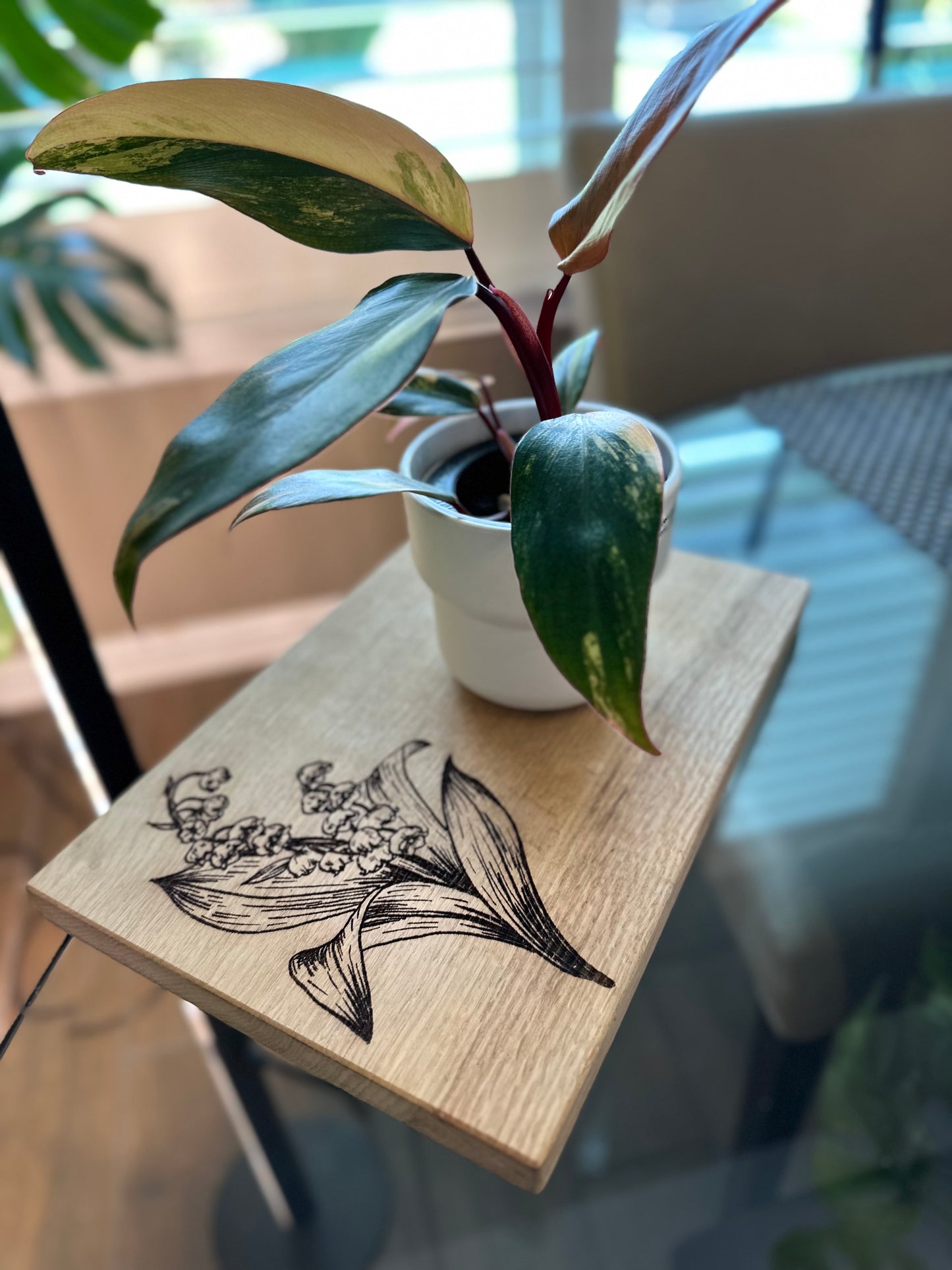 Philodendron Strawberry Shake