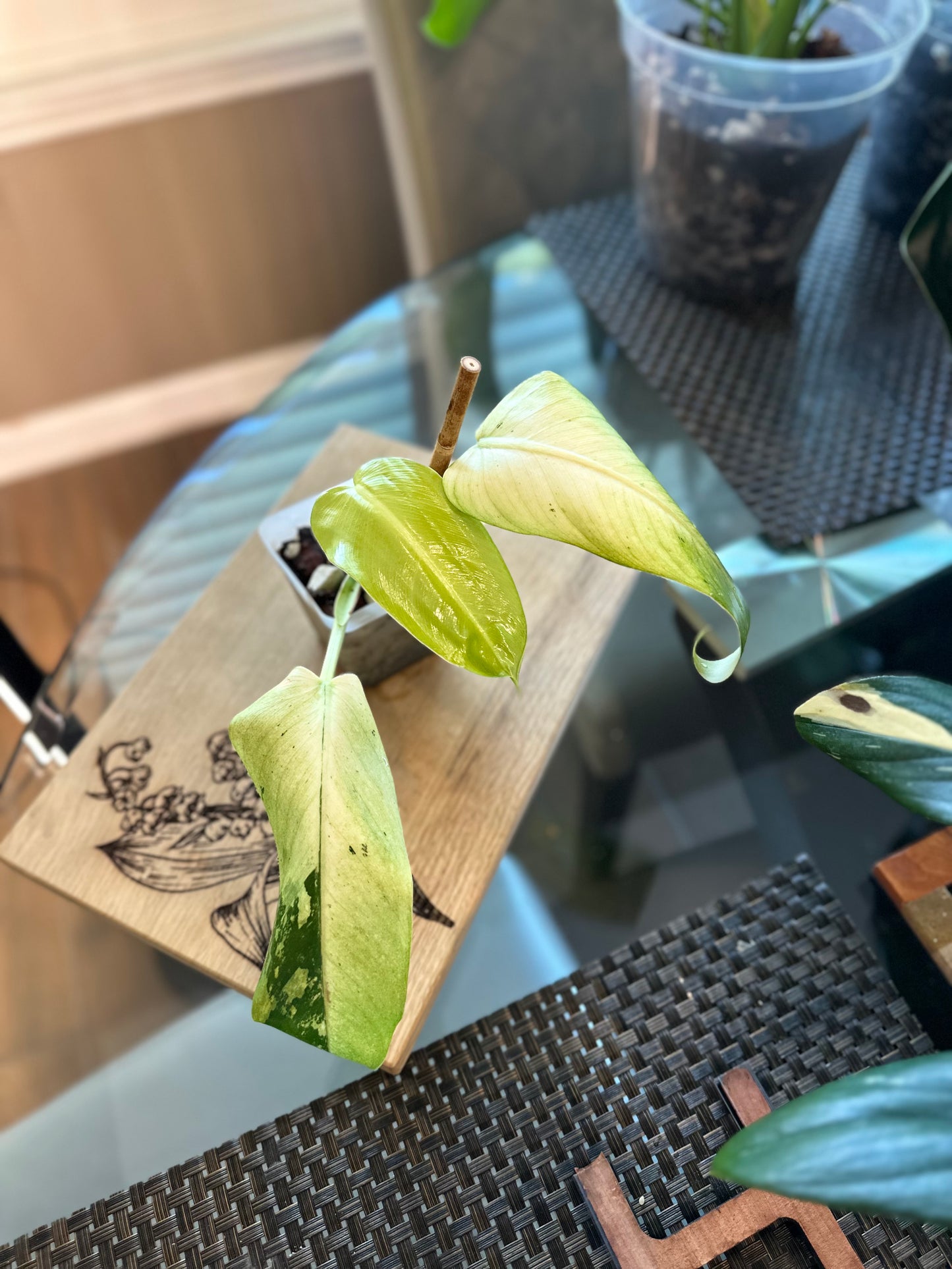 Philodendron Whipple Way (#1)