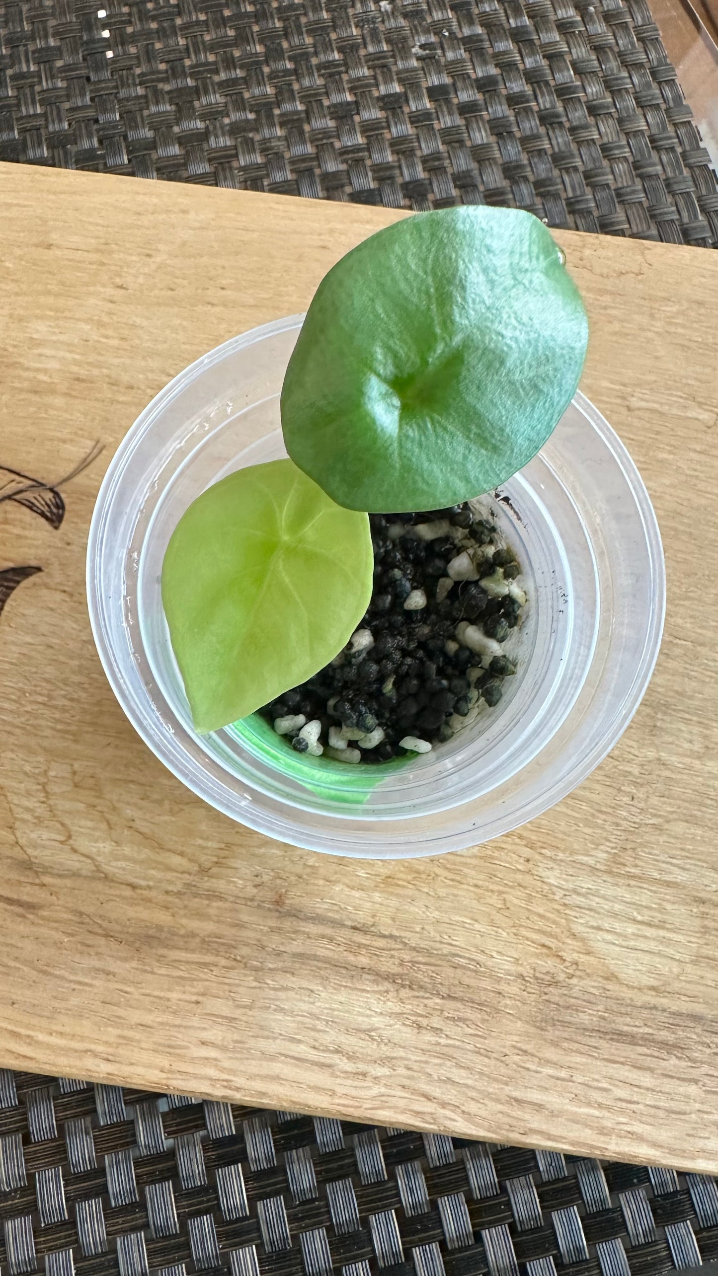 Alocasia Sinuata Variegated - A