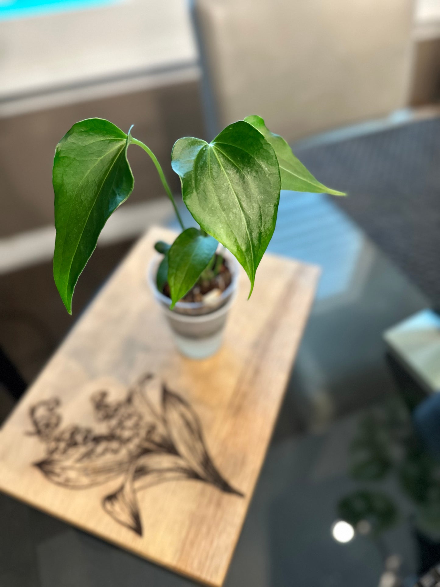 Anthurium Delta Force