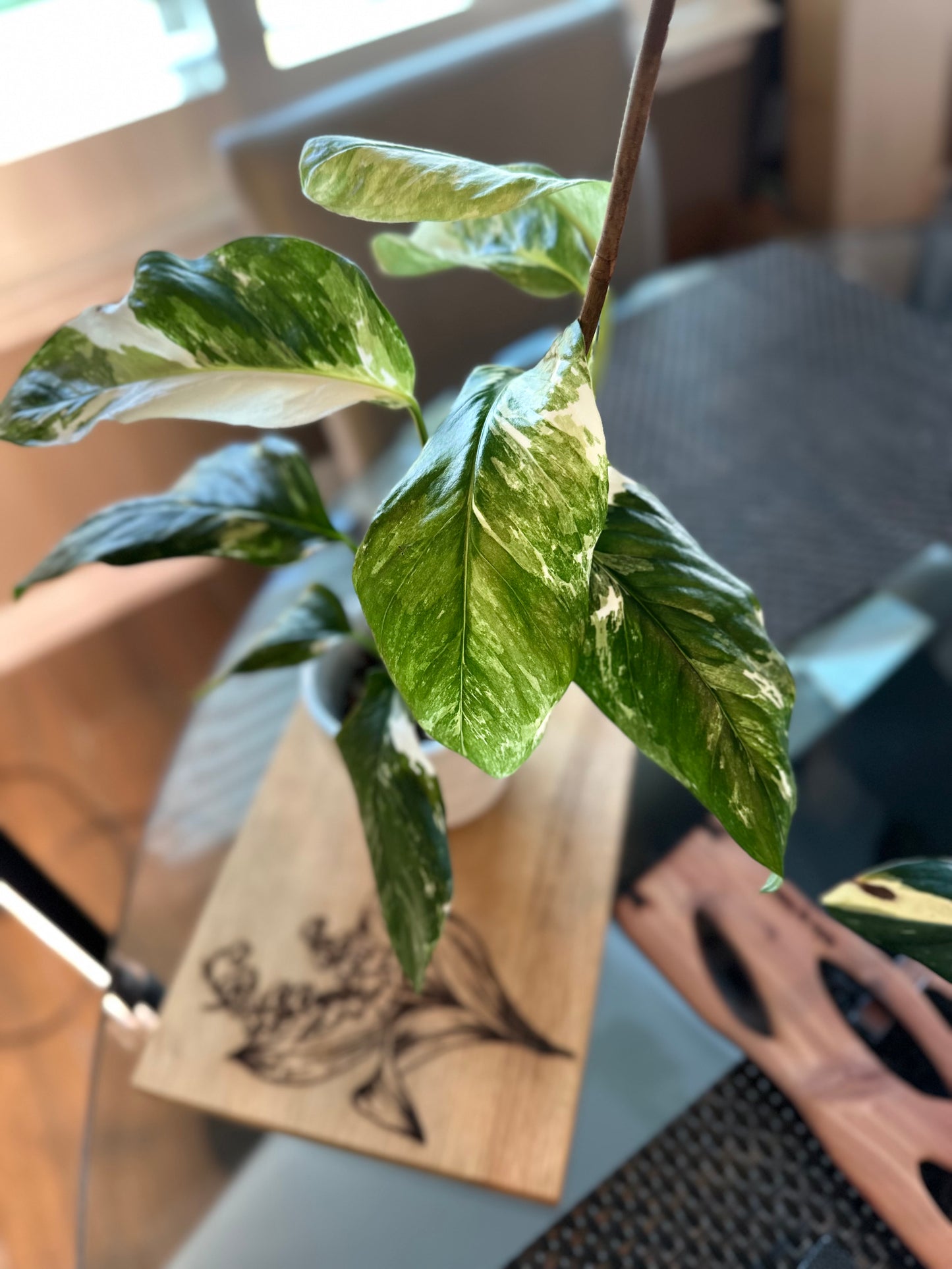 Monstera Variegated Lechleriana