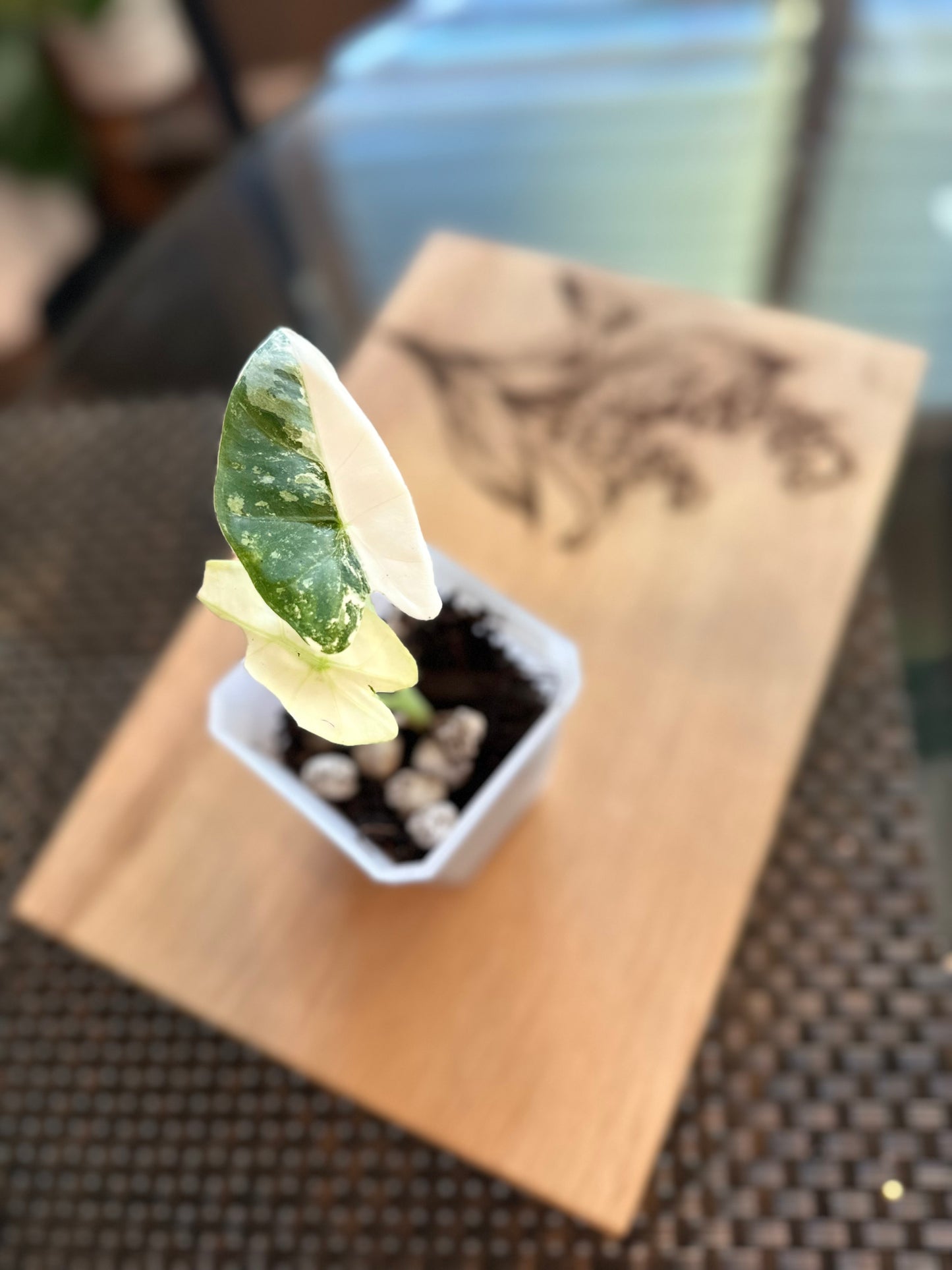 Alocasia Frydek High Variegation - pup (corm grown)