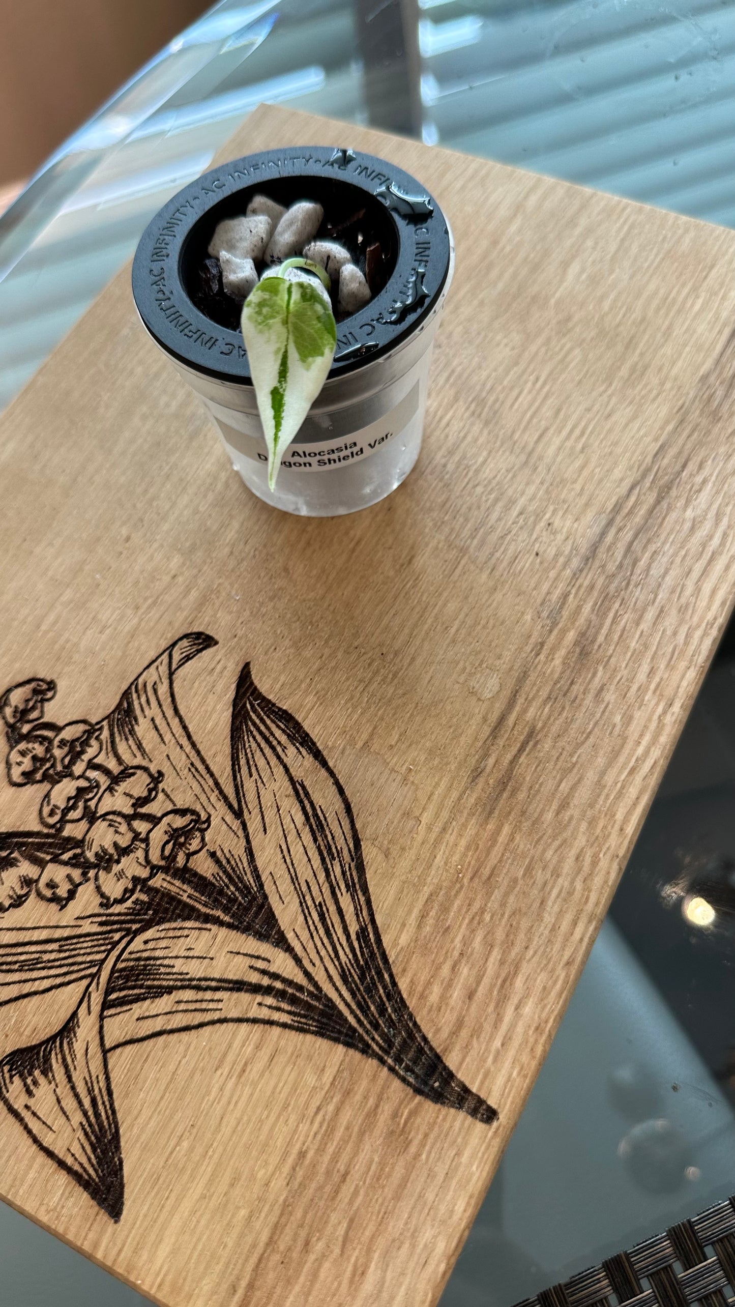 Alocasia Dragon Scale Variegated pup (#2)