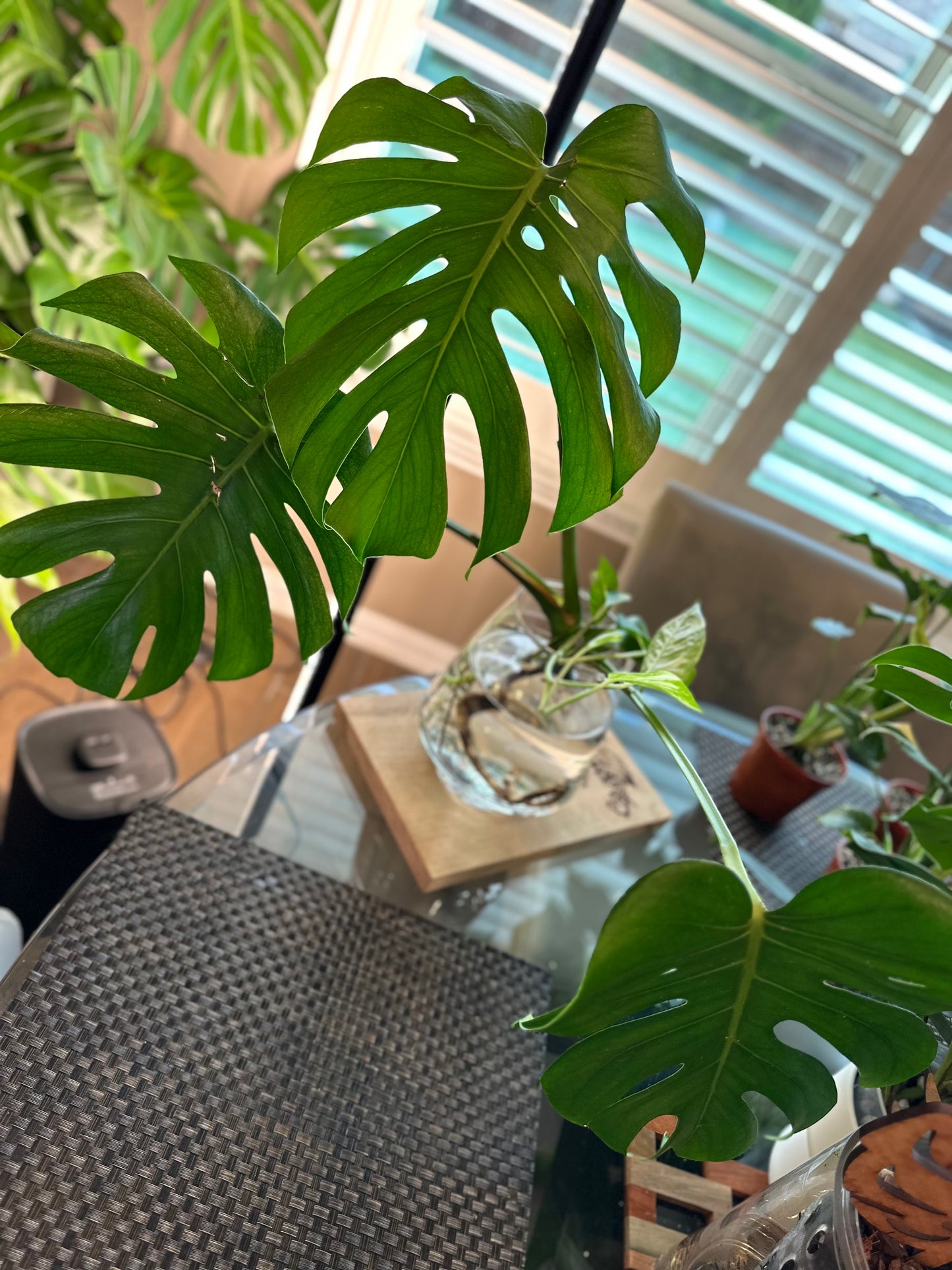 Monstera Mint Top Cutting