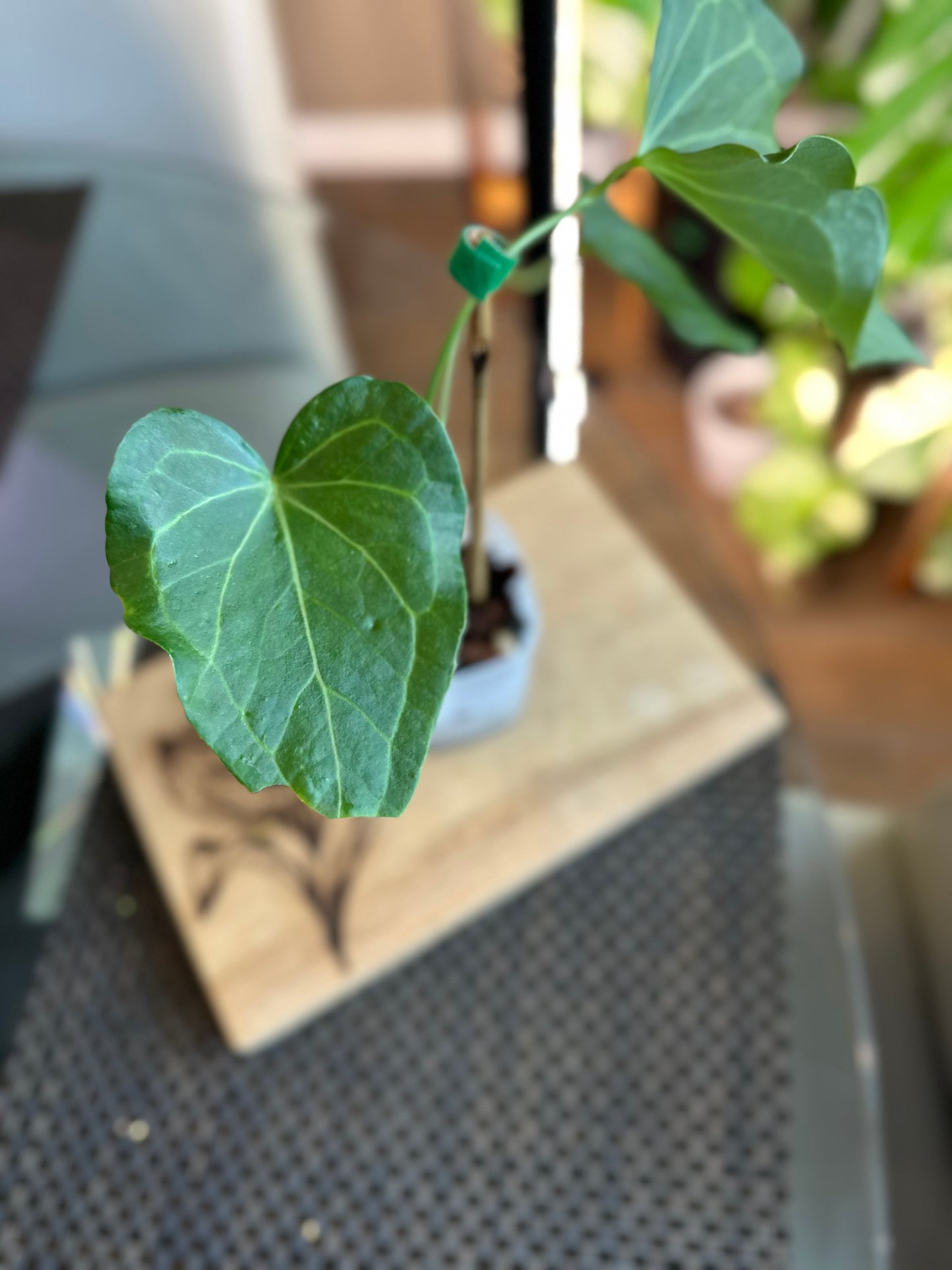 Anthurium Delta Force