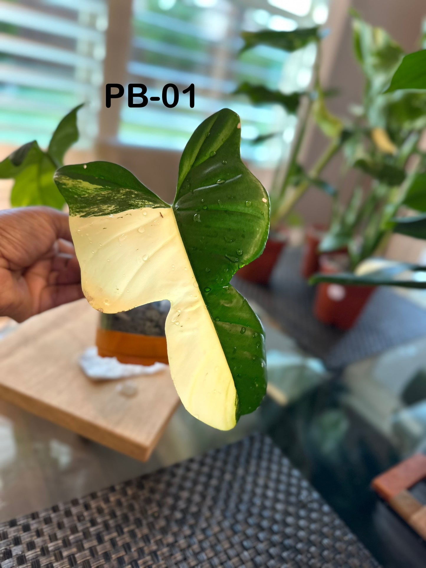 Philodendron Variegated Bipennifolium - PB01