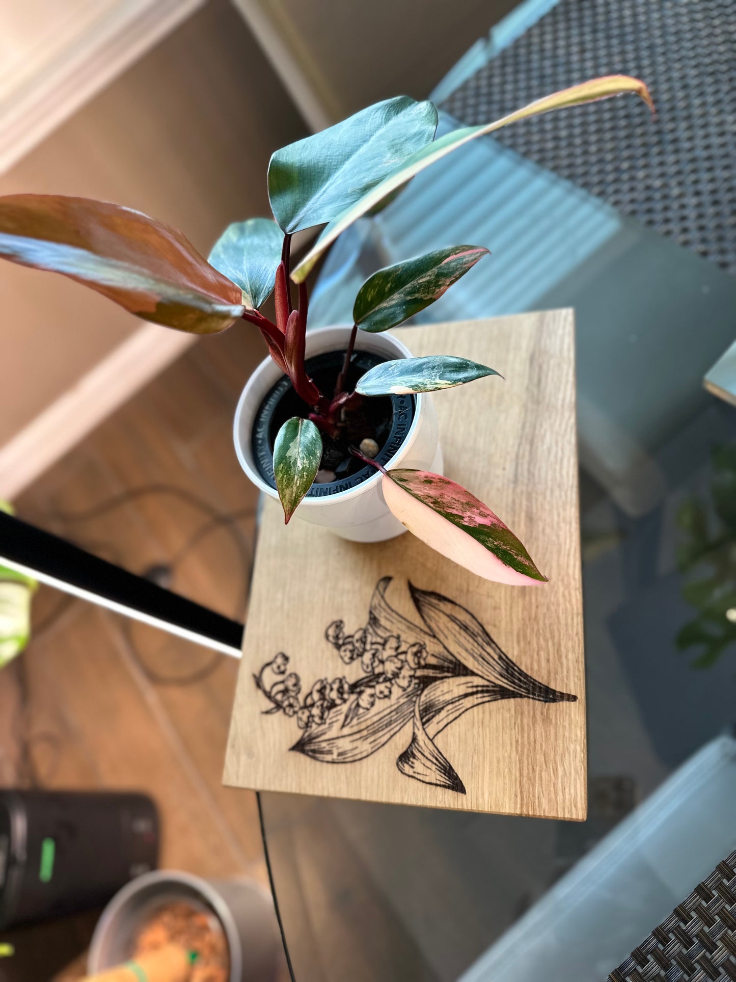 Philodendron Strawberry Shake