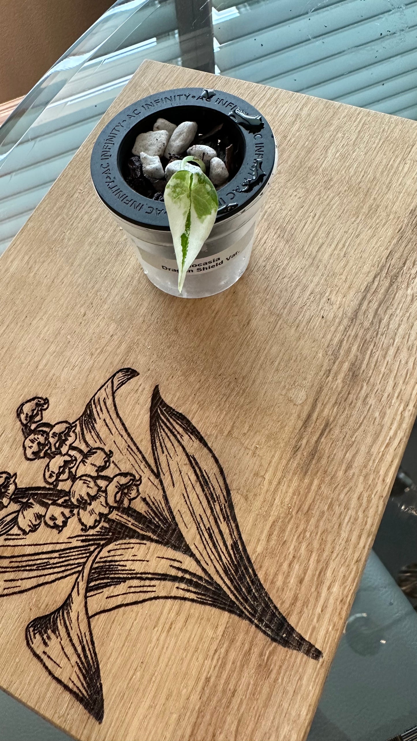 Alocasia Dragon Scale Variegated pup (#2)