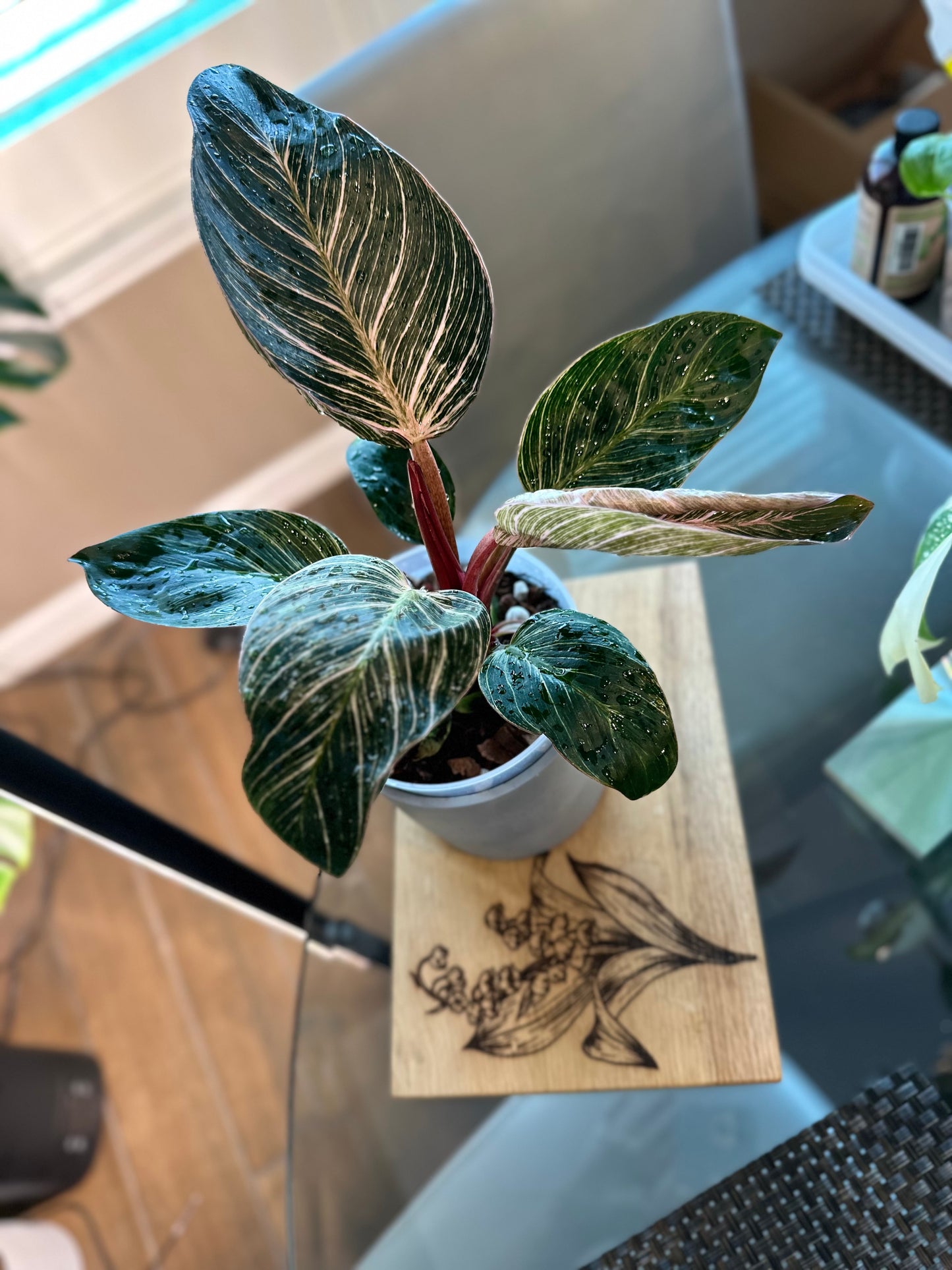 Philodendron Pink Birkin #1 - 6 inch