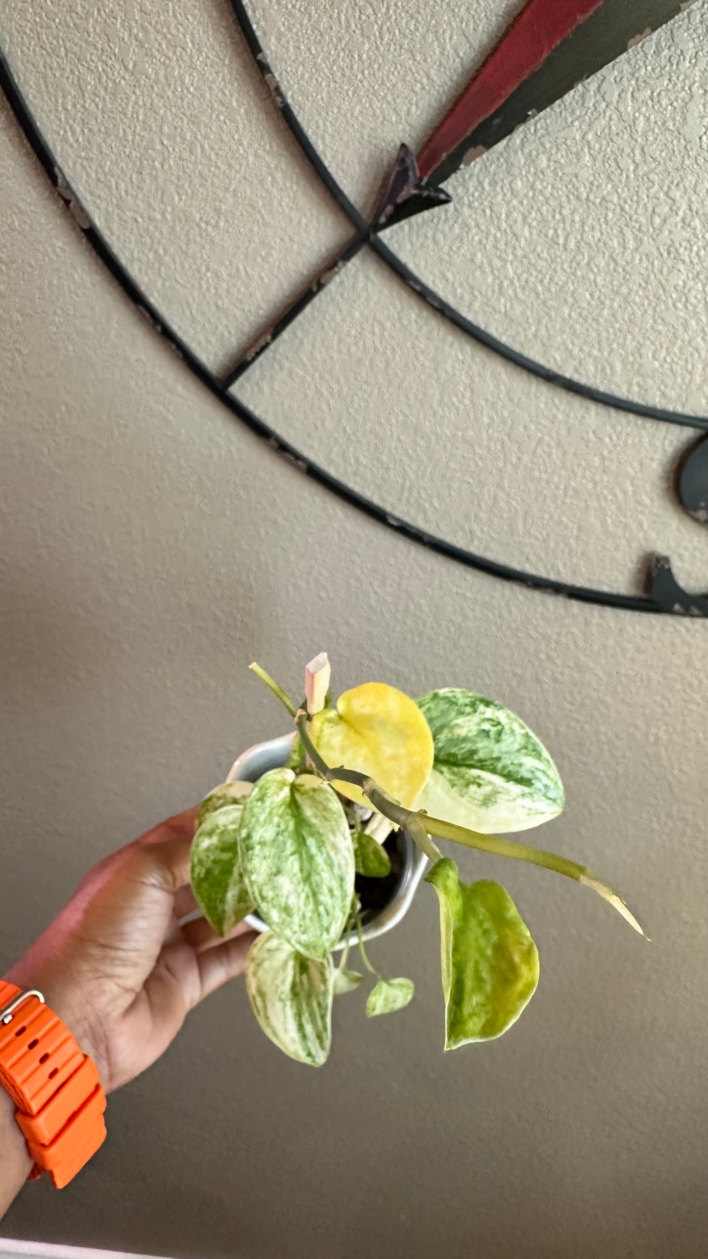 Scindapsis Mayari Albo