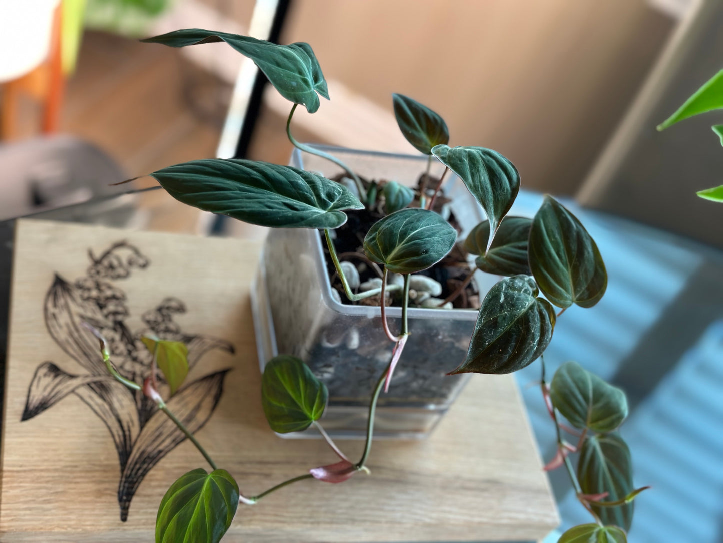 Philodendron Micans - 4 inch