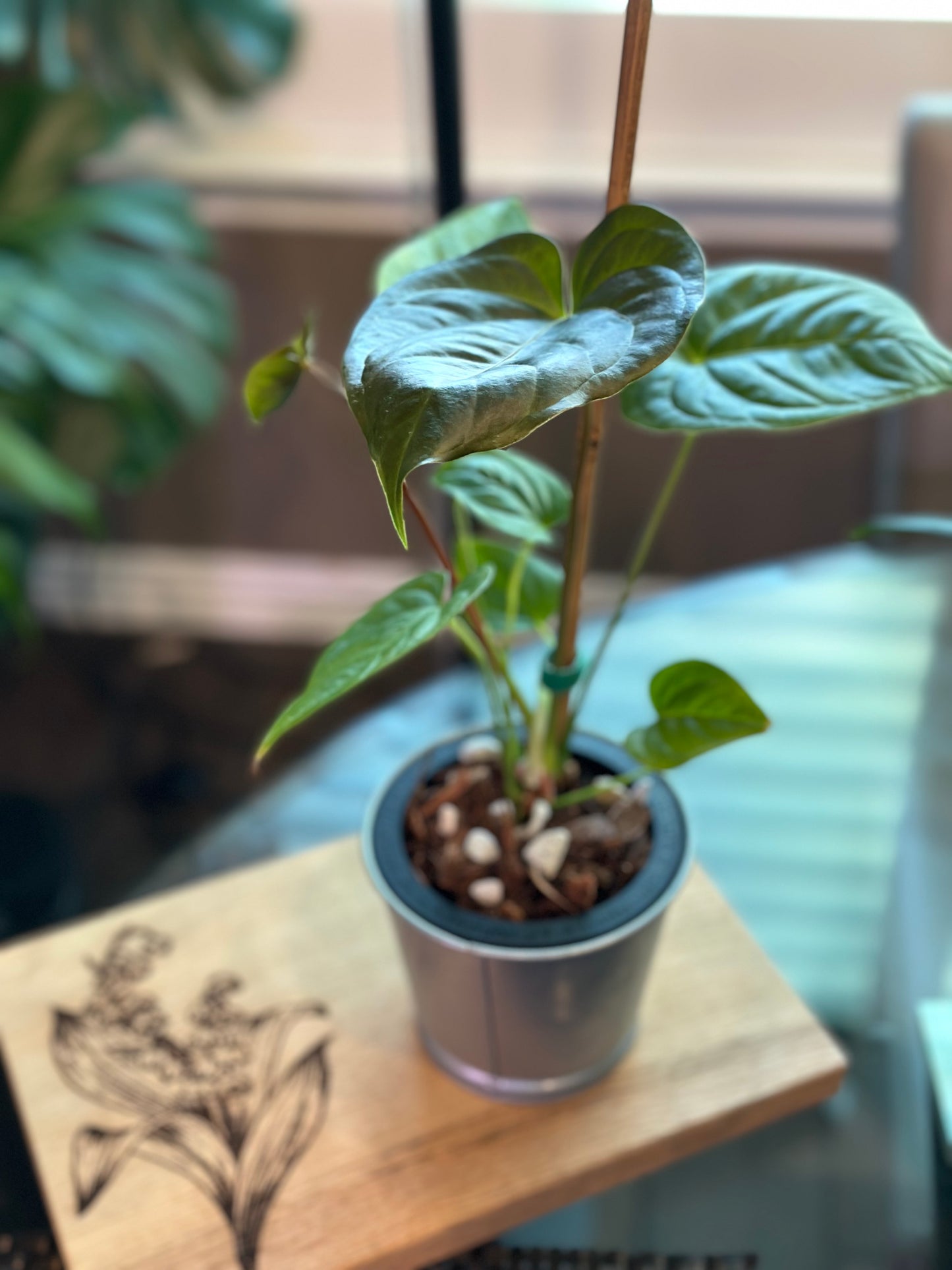 Anthurium Moodeanum x Veitchii 4 inch