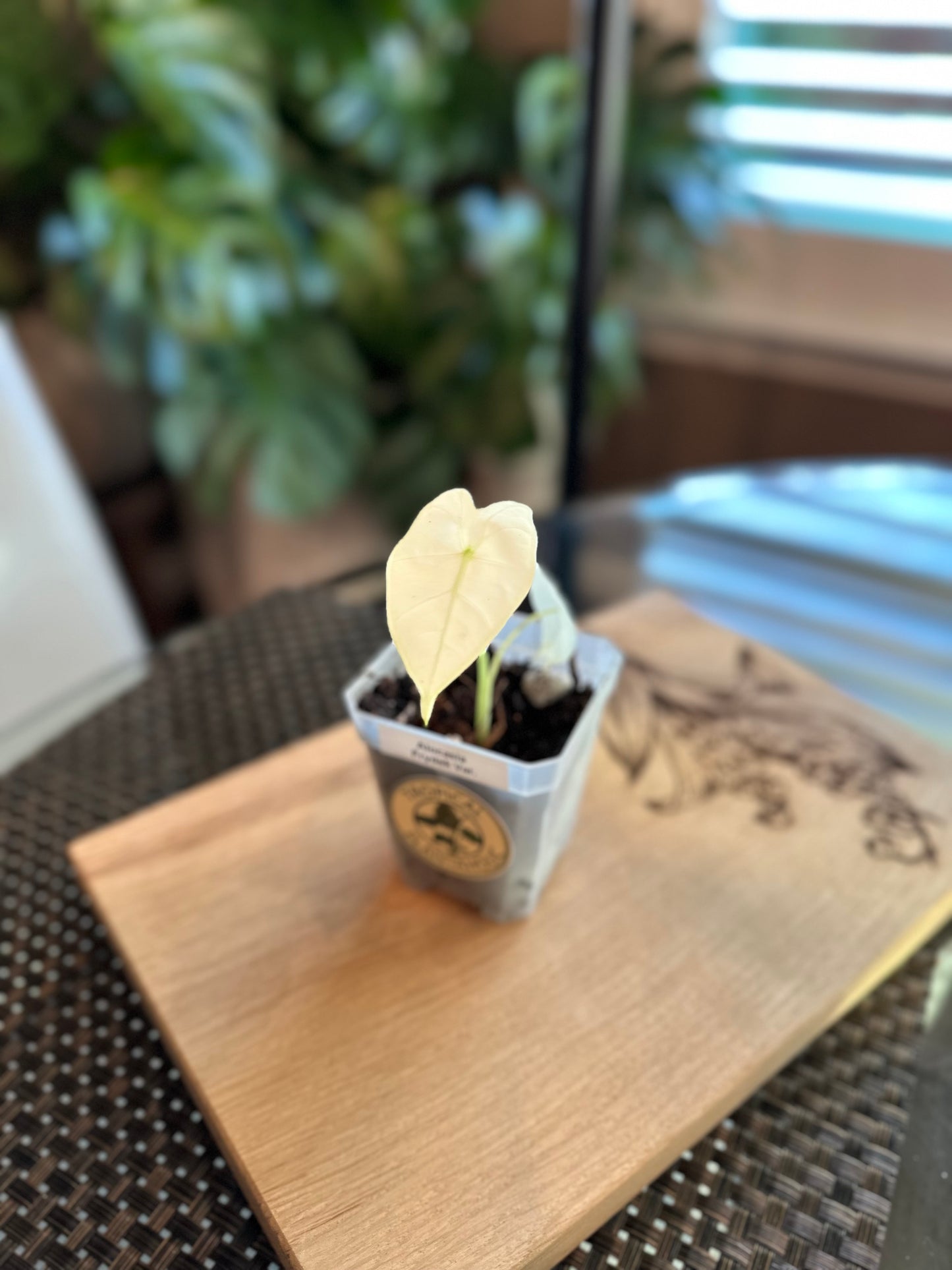 Alocasia Frydek High Variegation - pup (corm grown)