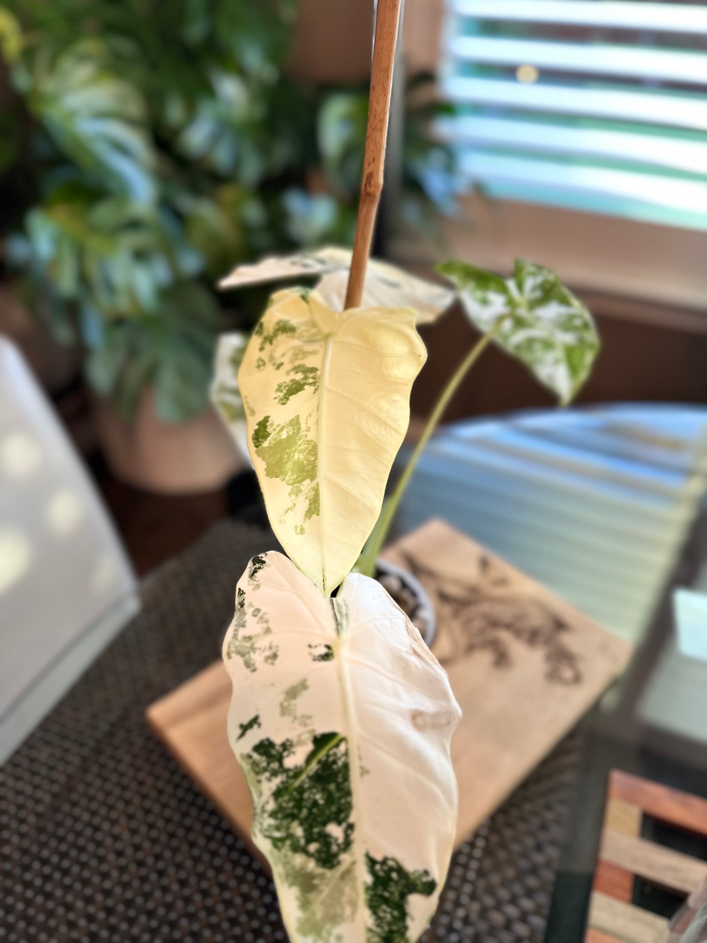 Alocasia Frydek High Variegation (4in) with baby plant growing