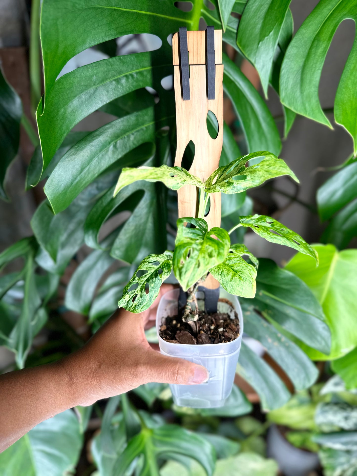Monstera Adansonii Mottled - C