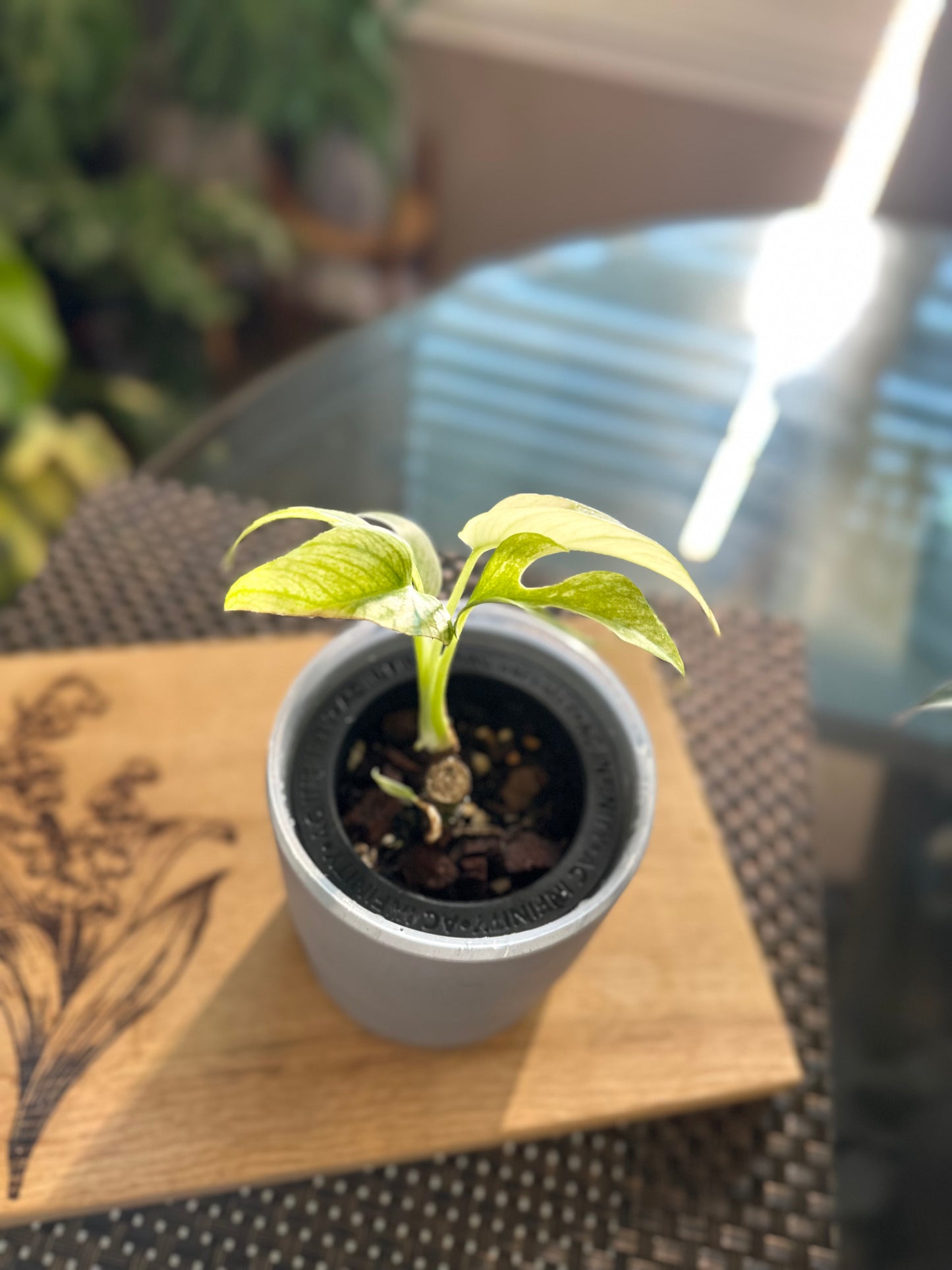 Rhaphidophora Tetrasperma White Monster - B