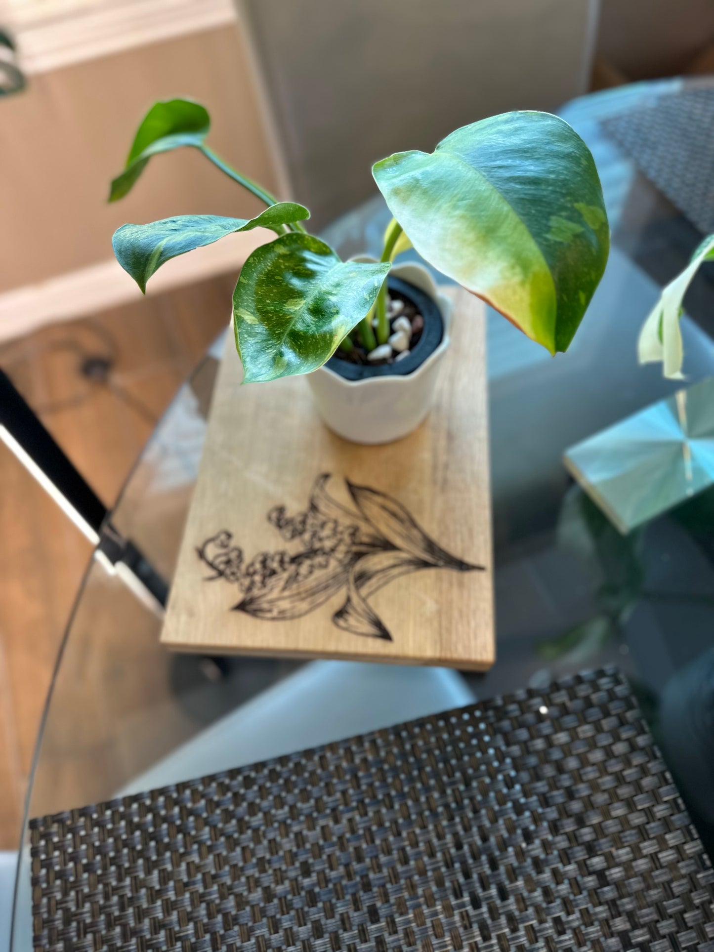 Philodendron Green Congo Hybrid Variegated