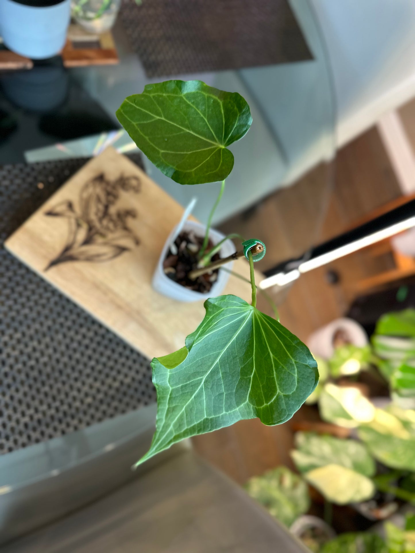 Anthurium Delta Force