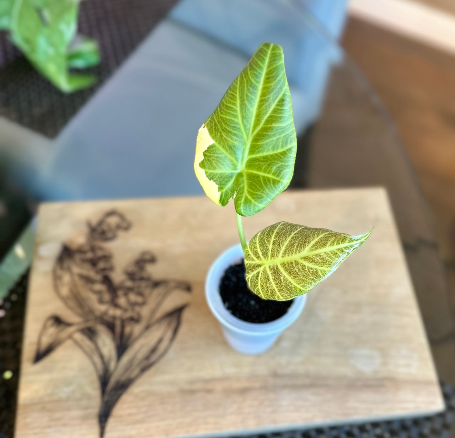 Alocasia Regal Shield Aurea Var. (corm grown) #2