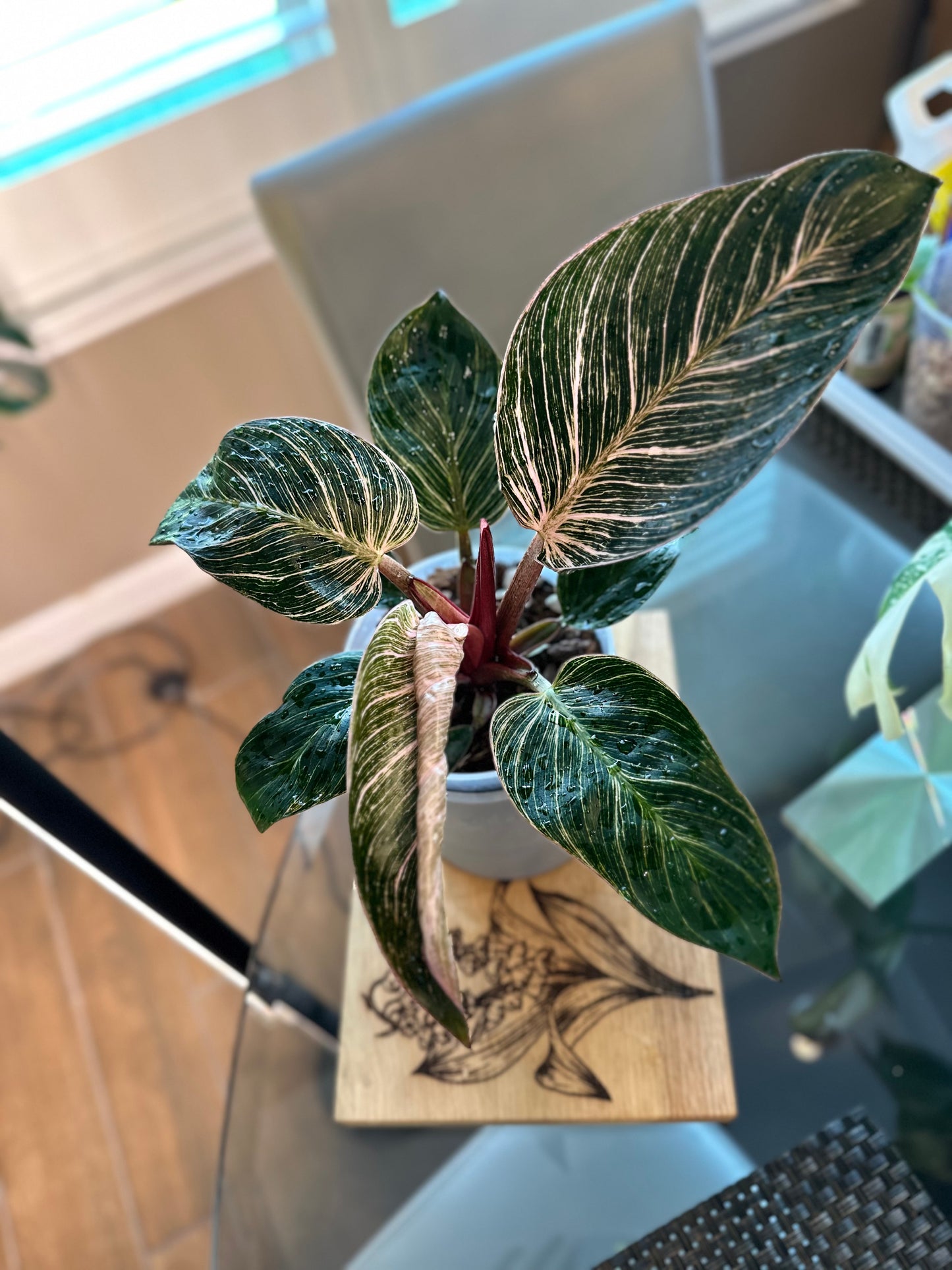Philodendron Pink Birkin #1 - 6 inch
