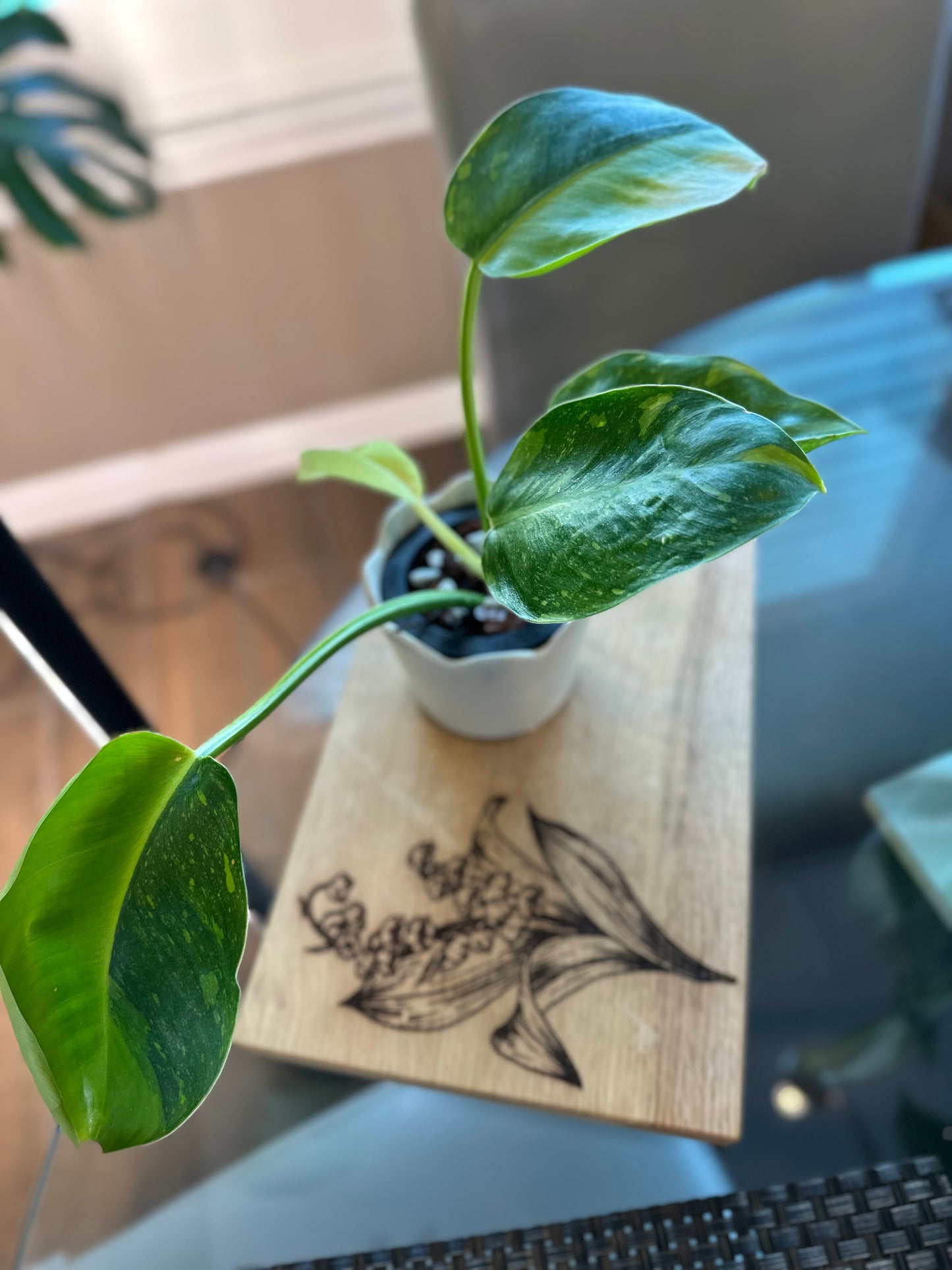 Philodendron Green Congo Hybrid Variegated