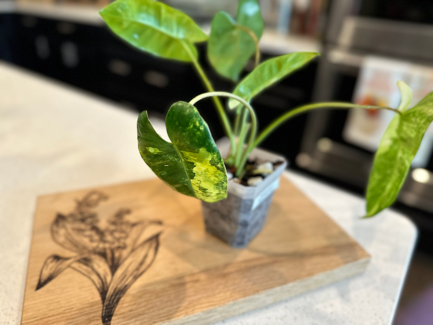 Philodendron Variegated Burle Marx - PBM1