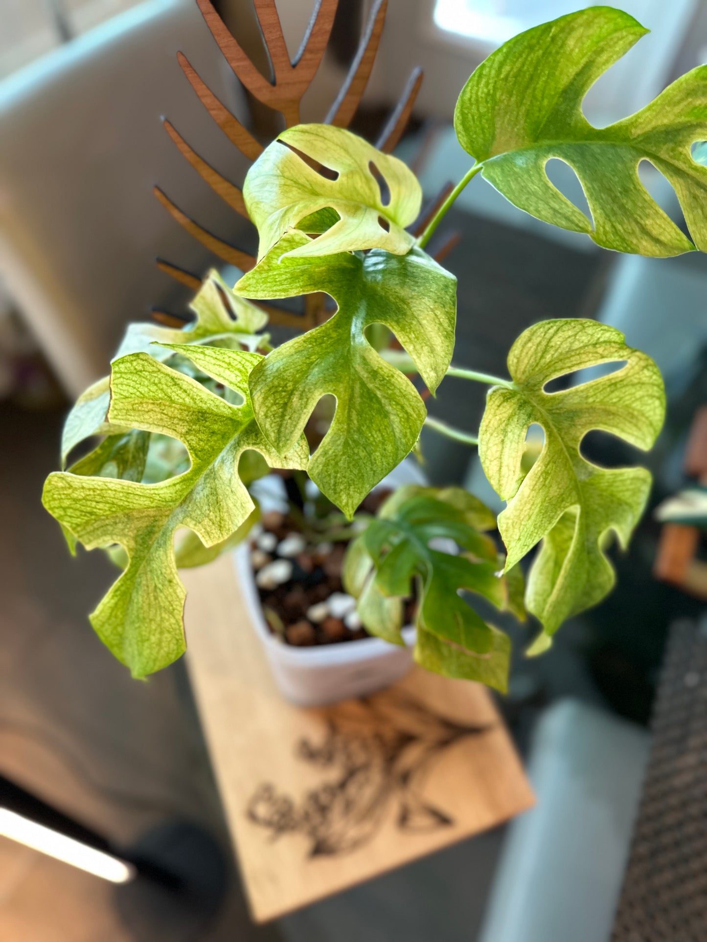 Rhaphidophora Tetrasperma White Monster