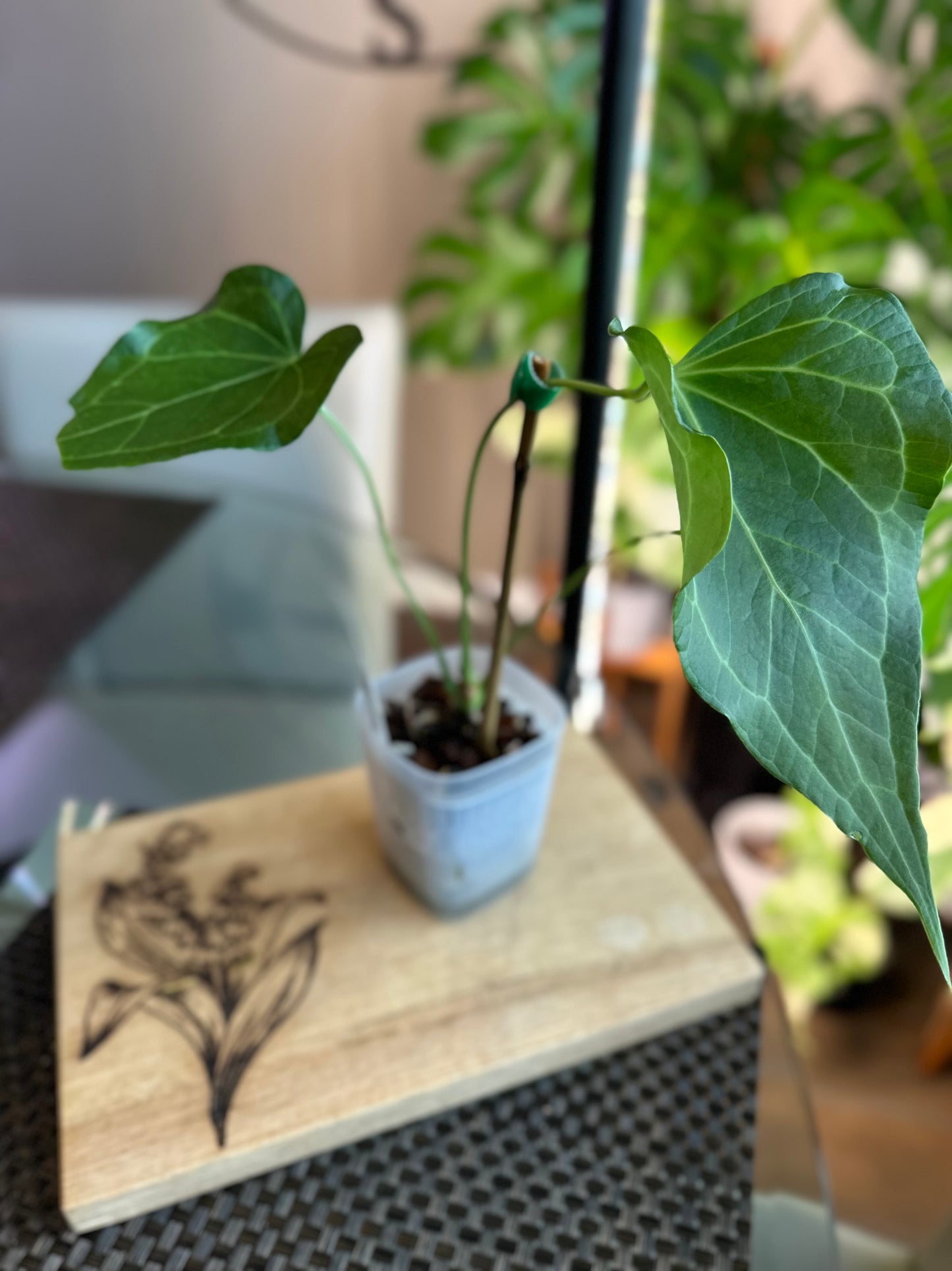 Anthurium Delta Force