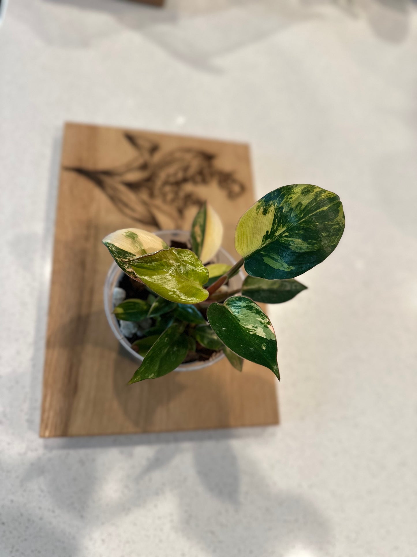 Philodendron Red Congo Variegated - 4 inch