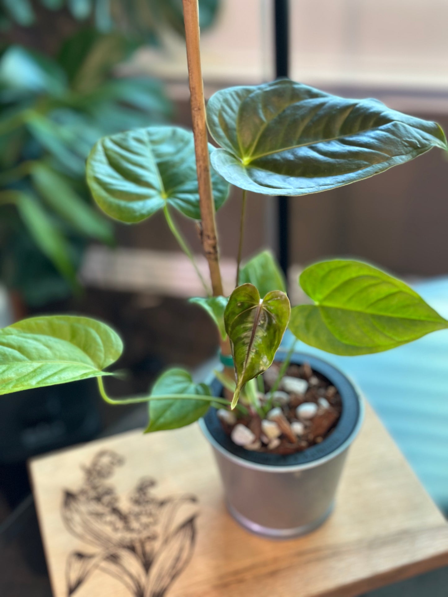 Anthurium Moodeanum x Veitchii 4 inch