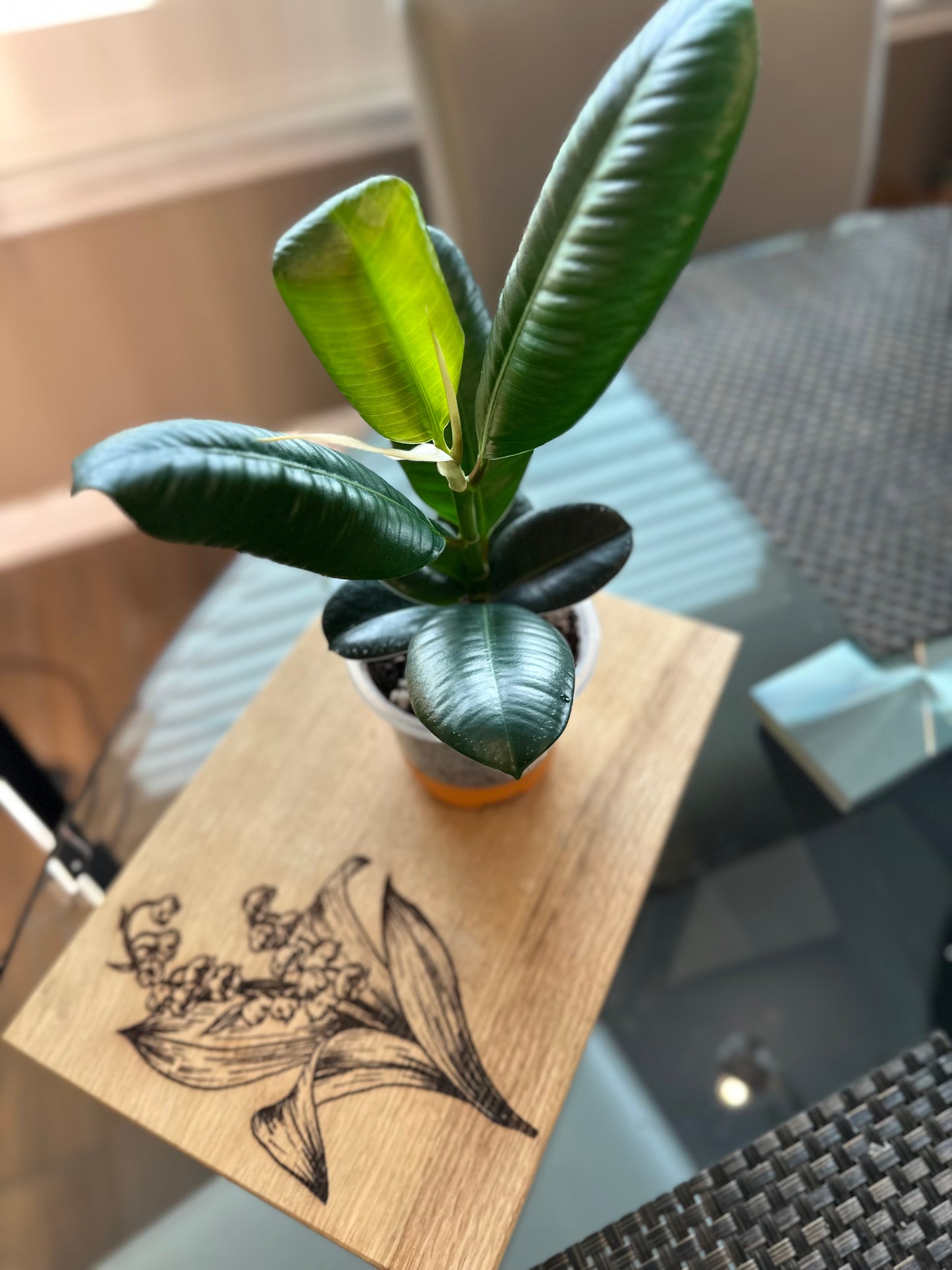 Ficus Sophia