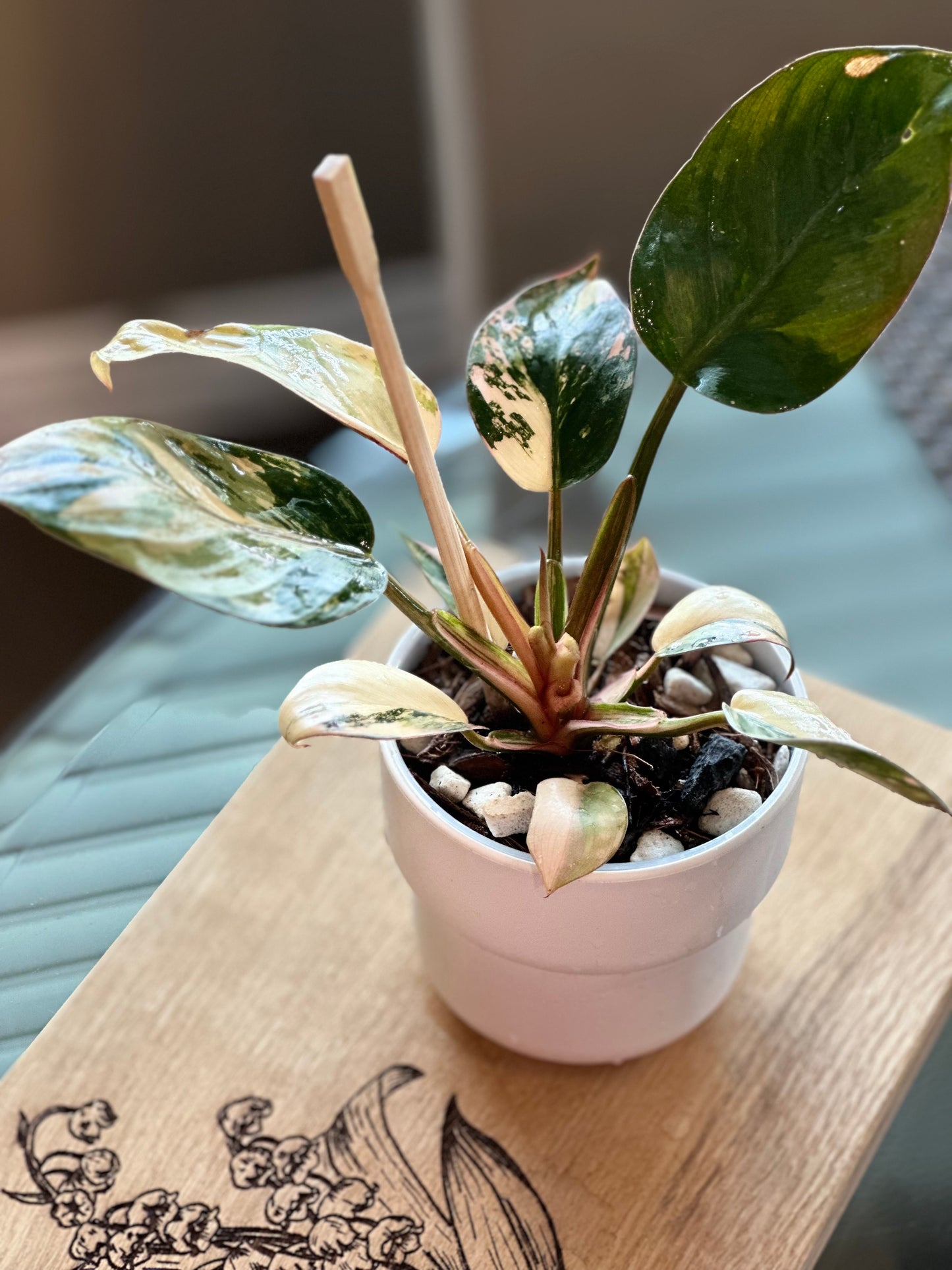Philodendron Red Congo Variegated - 4 inch