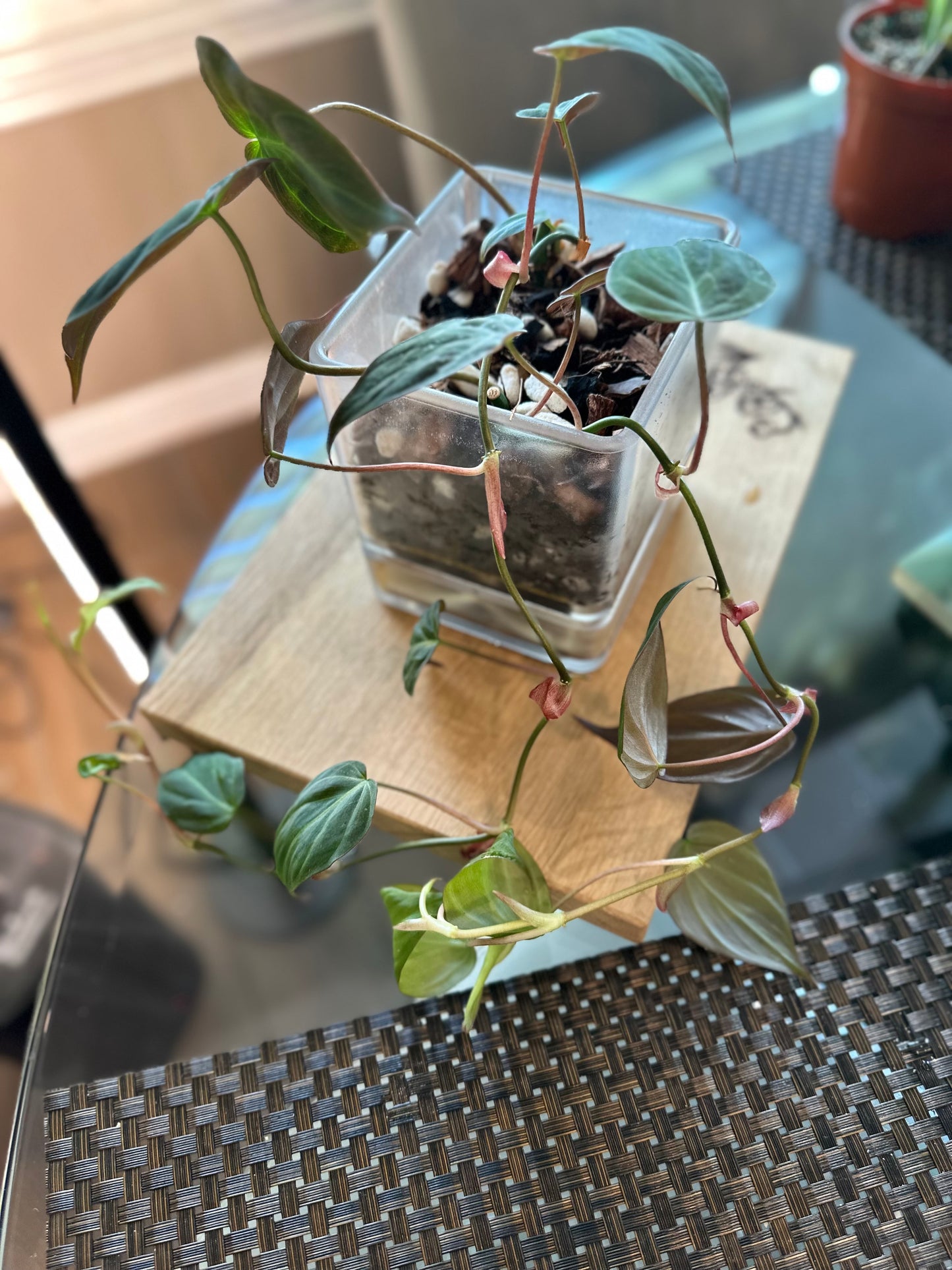 Philodendron Micans - 4 inch