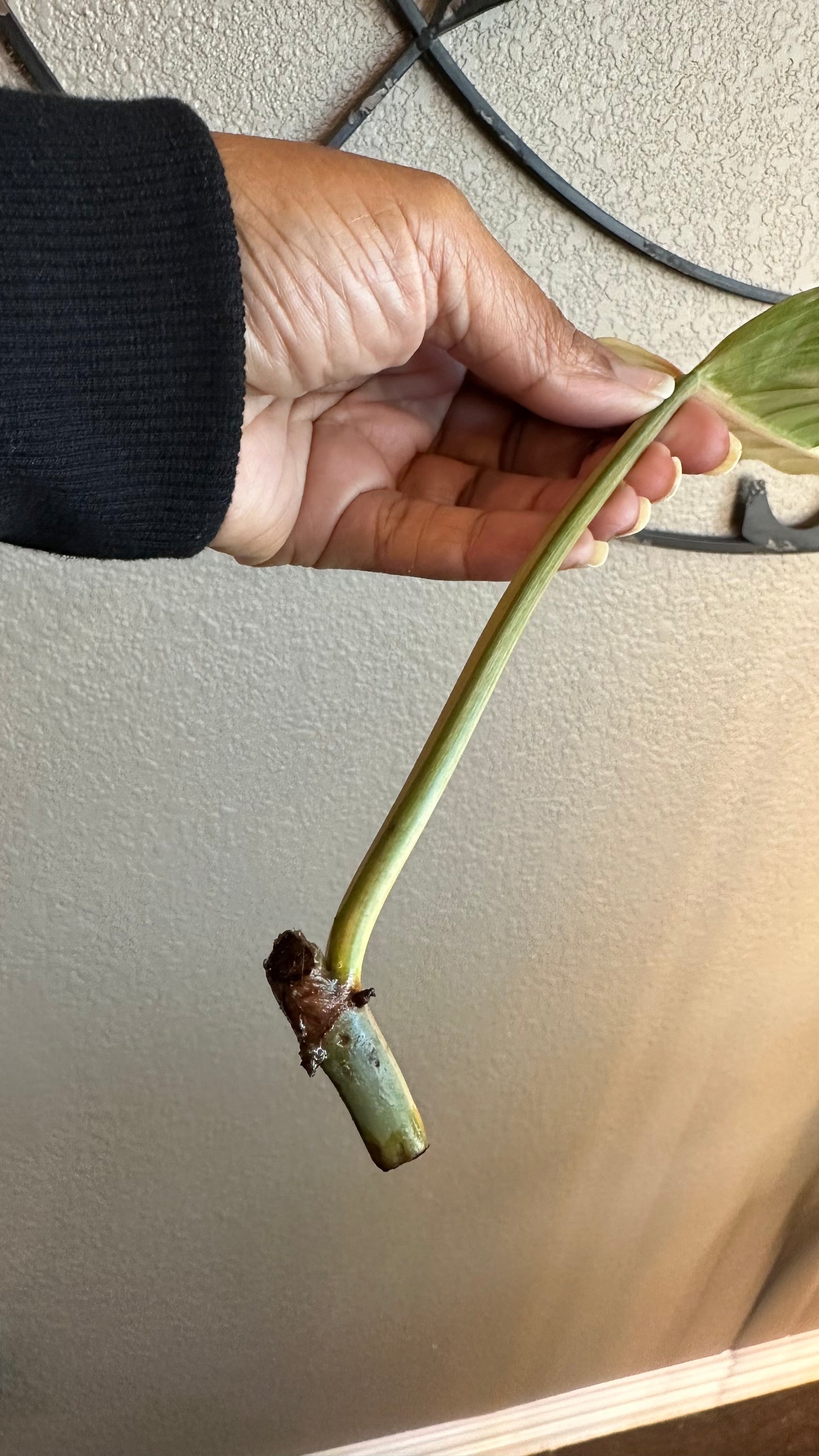 Philodendron Caramel Marble Variegated - #3