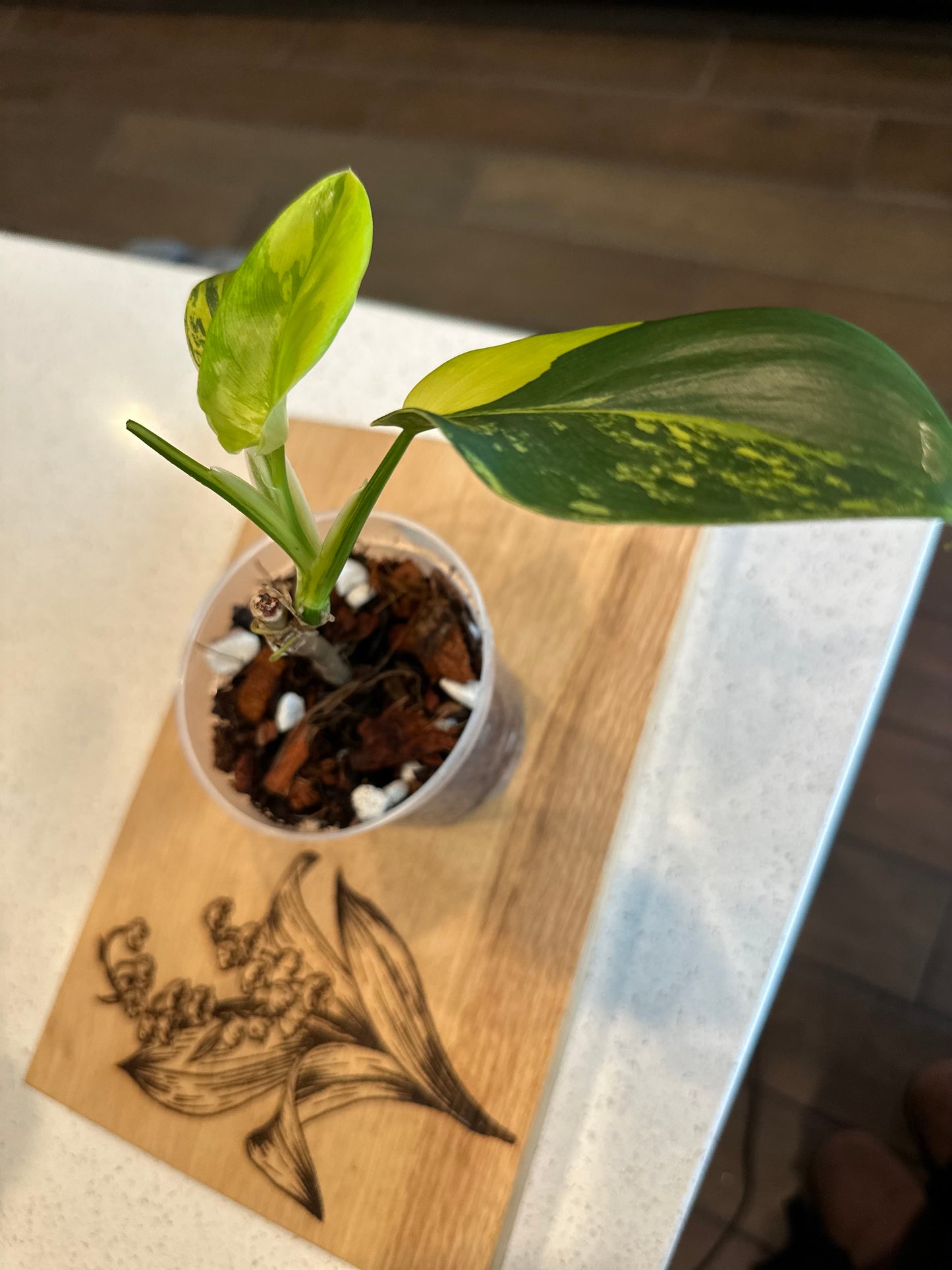 Philodendron Variegated Bipennifolium
